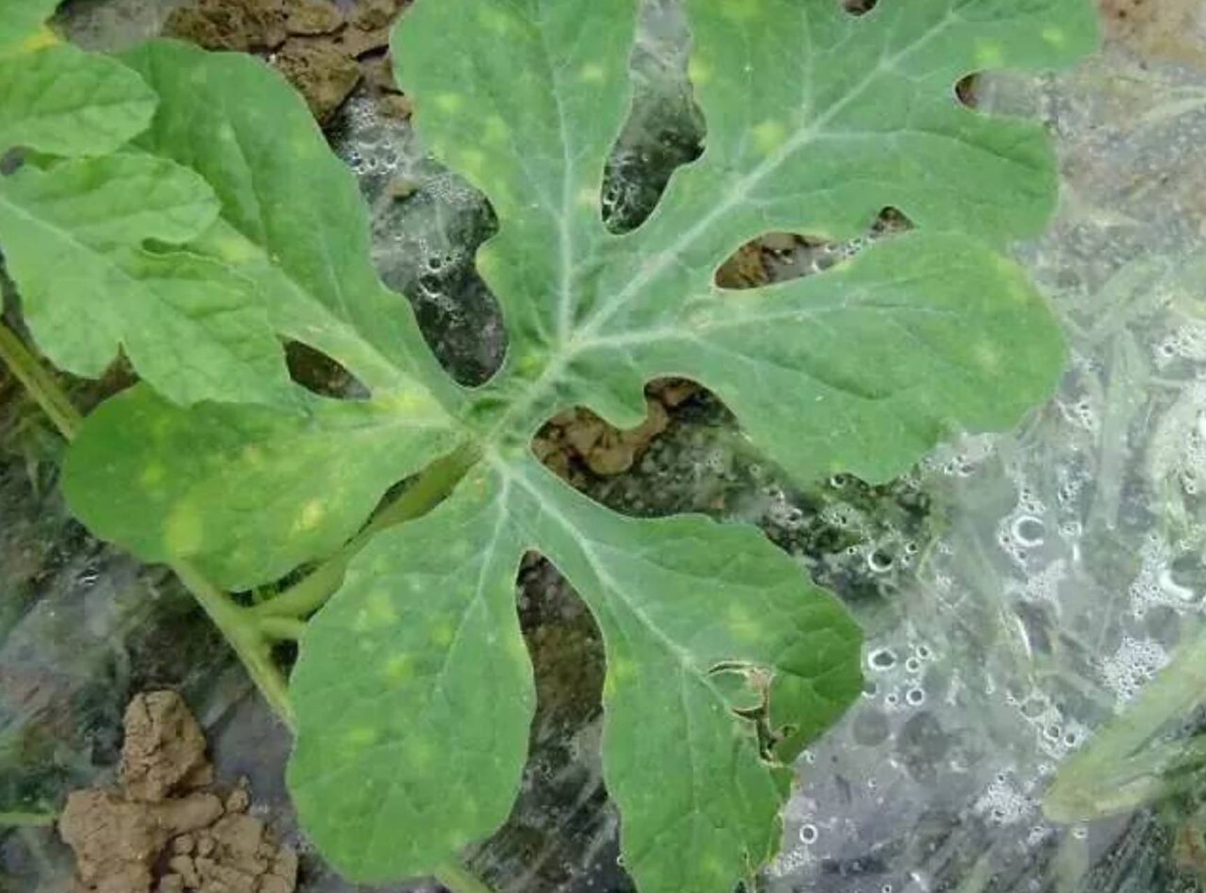 西甜瓜霜霉病啥药方好使?