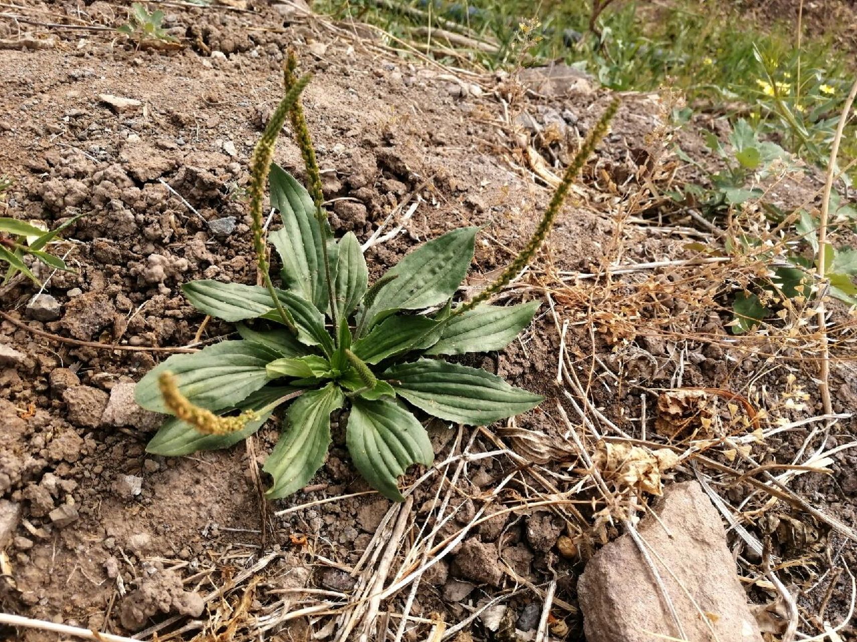 车前草长啥样图片图片