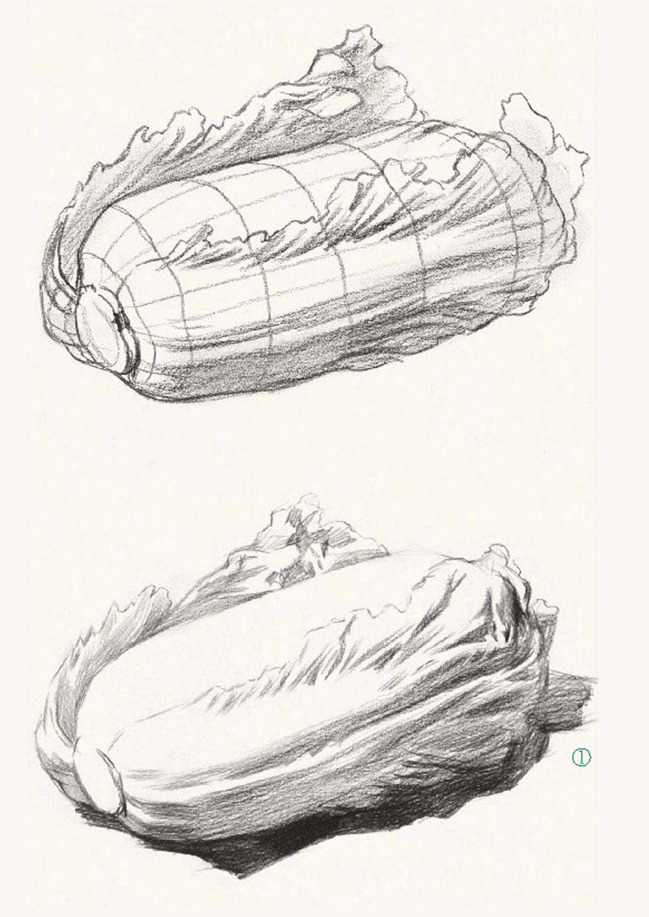 素描蔬菜水果-素描白菜