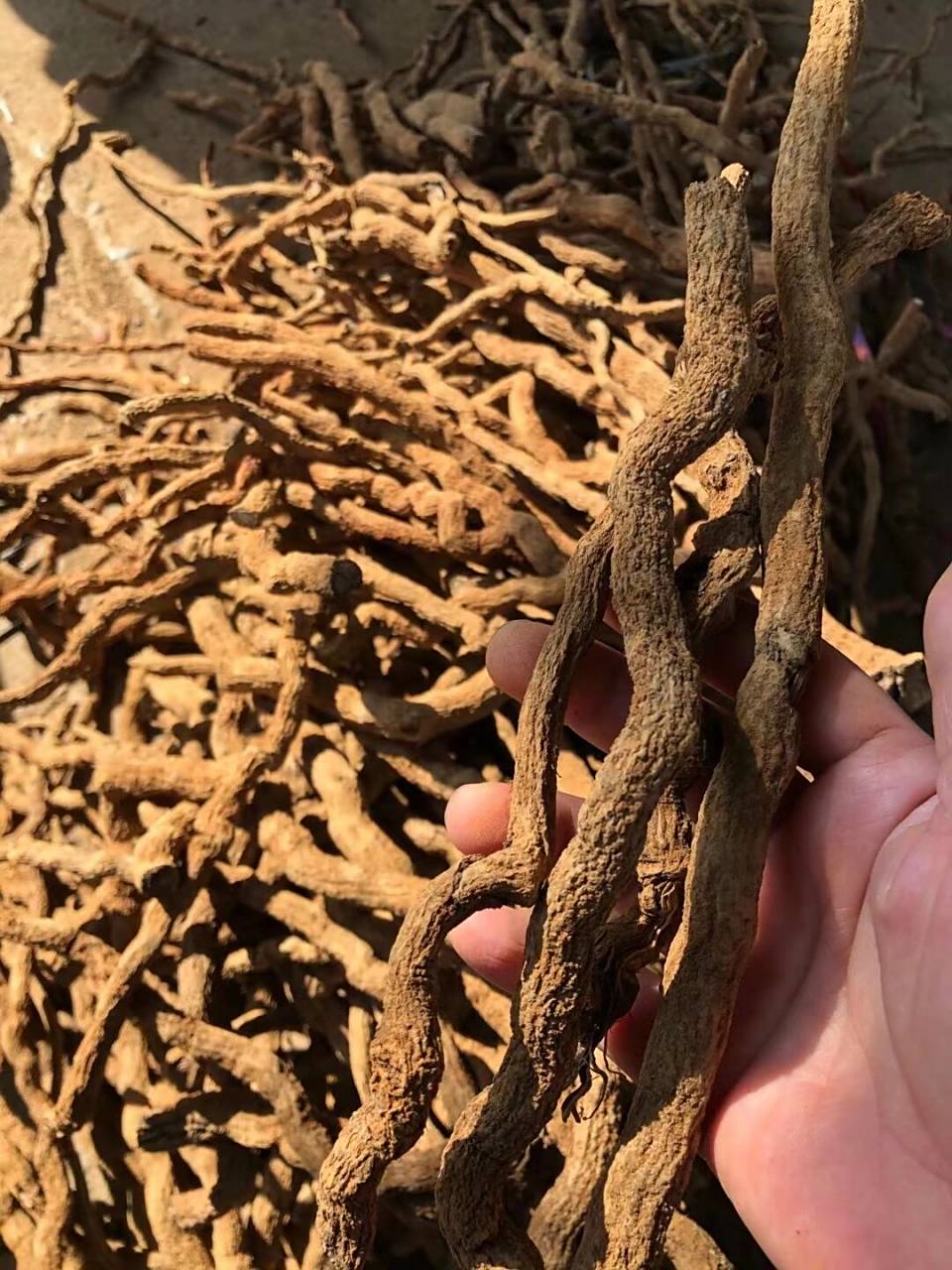 正宗海南胡椒根!