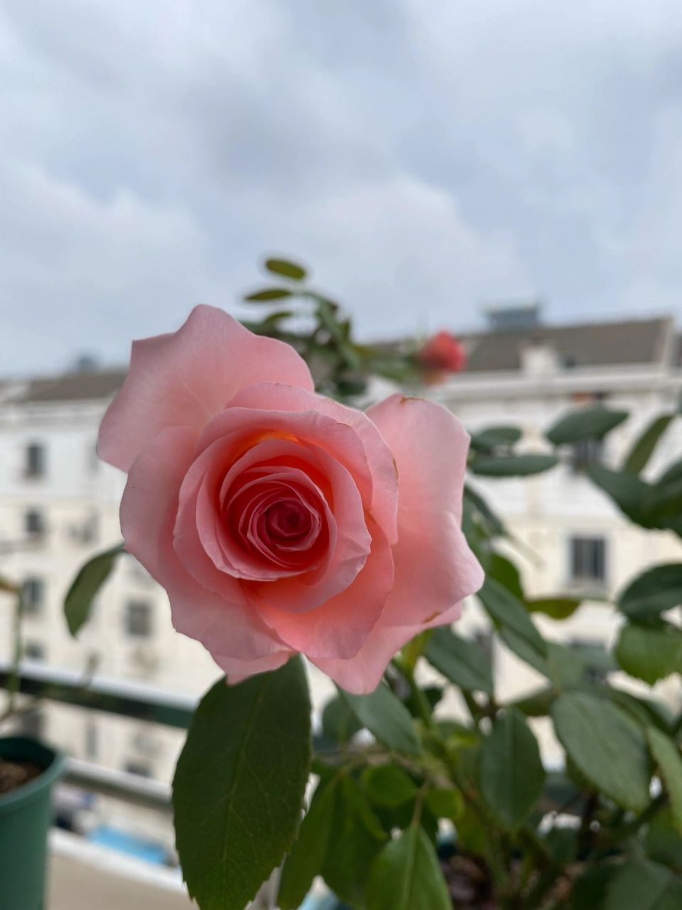 月季——戴安娜 夏天我以为找不到可以看的花的时候,戴安娜表现真的很