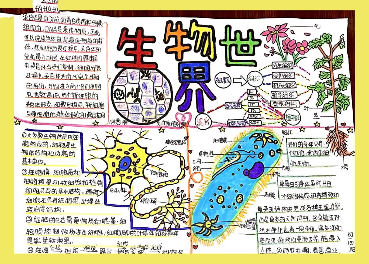 初一细胞手抄报图片