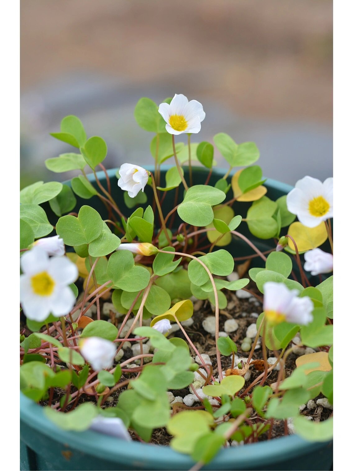 酢浆草～一片心 叶子是可可爱爱的爱心形状98还是圆圆胖胖的爱心