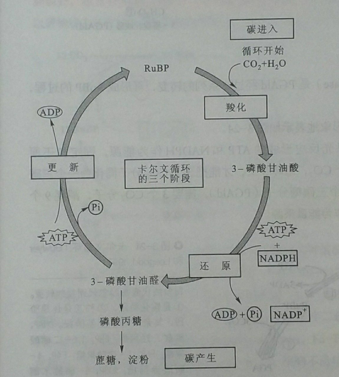 高中生物信息题常见材料——光呼吸现象 光呼吸:植物