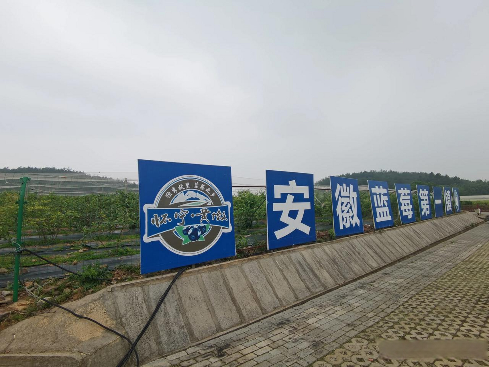 安徽蓝莓第一镇,怀宁黄墩镇