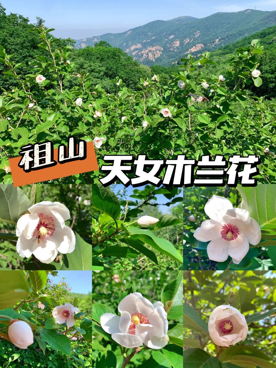 秦皇岛祖山|天女木兰花 海拔千米以上才会开的天女木兰花 天女木兰花