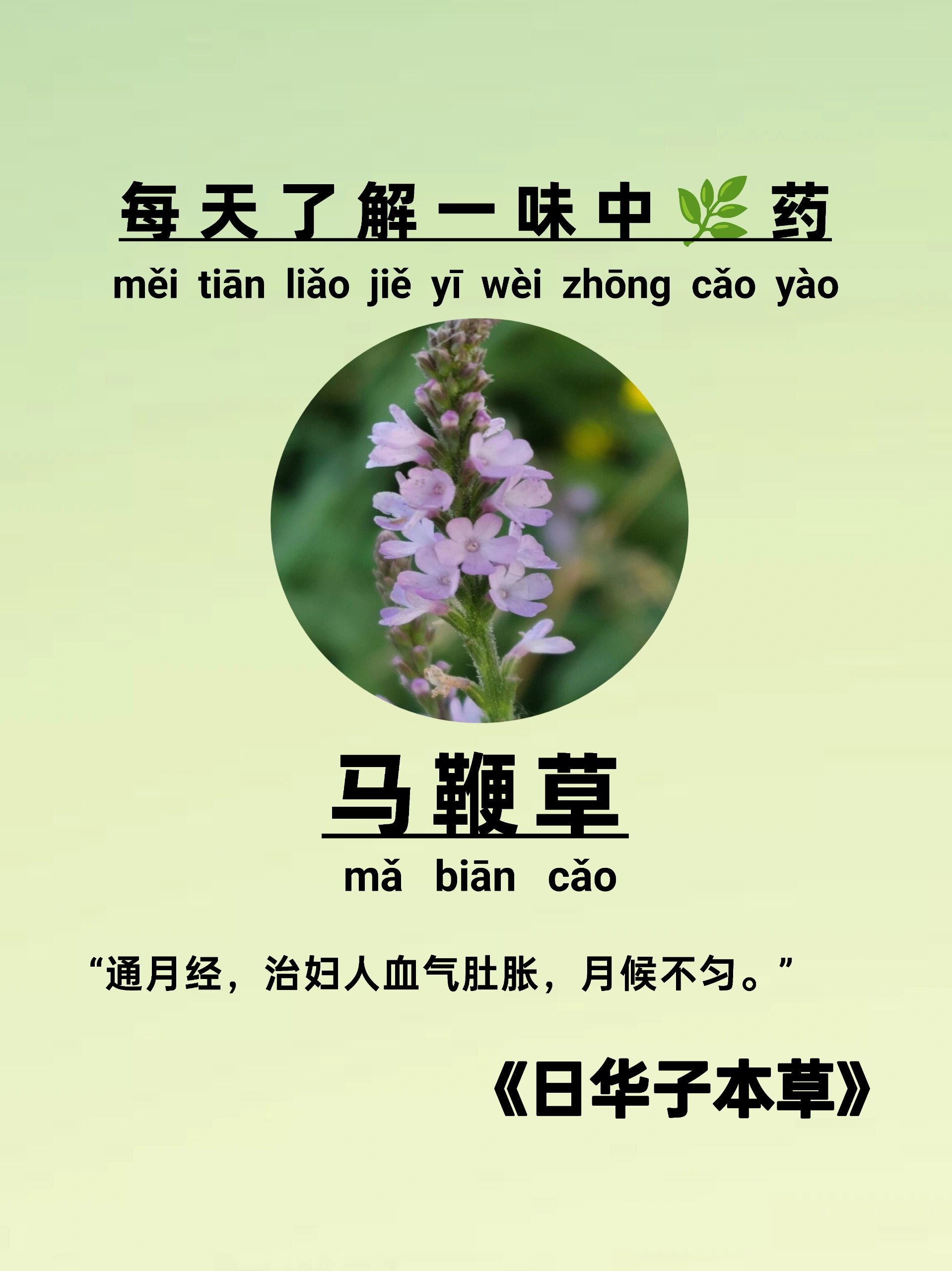 科普中91药【马鞭草