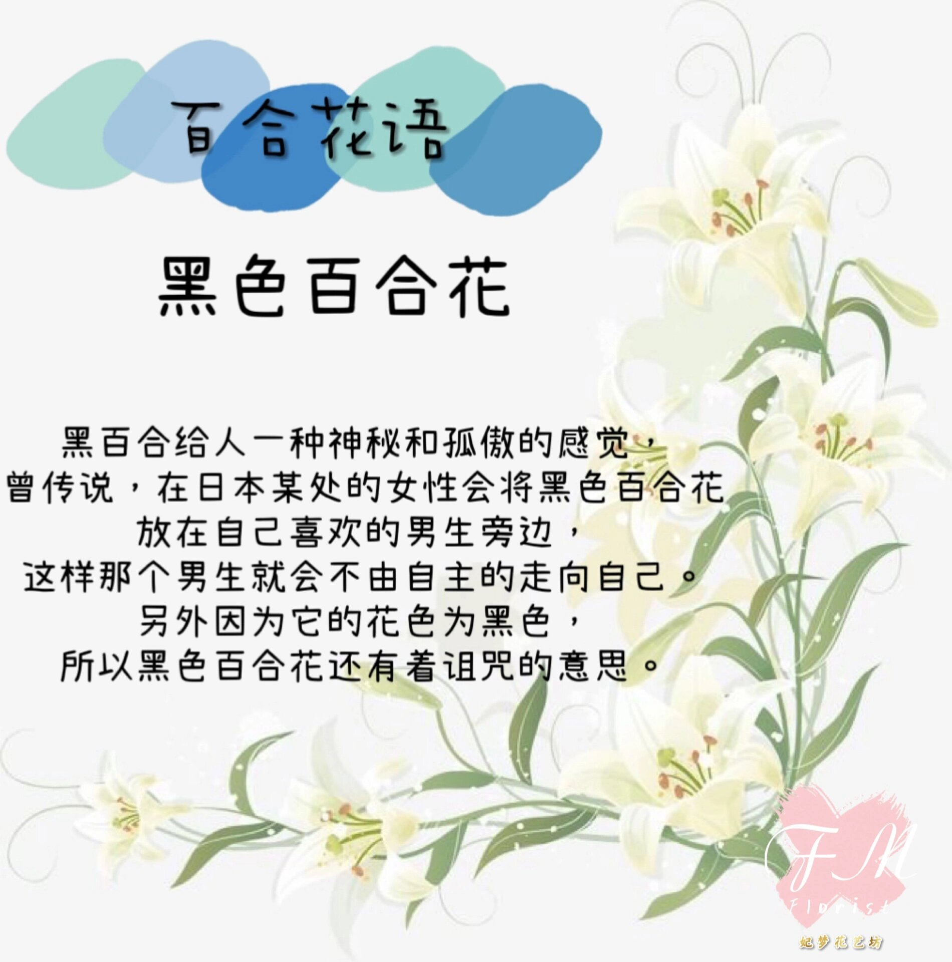 卡萨布兰卡百合花语图片