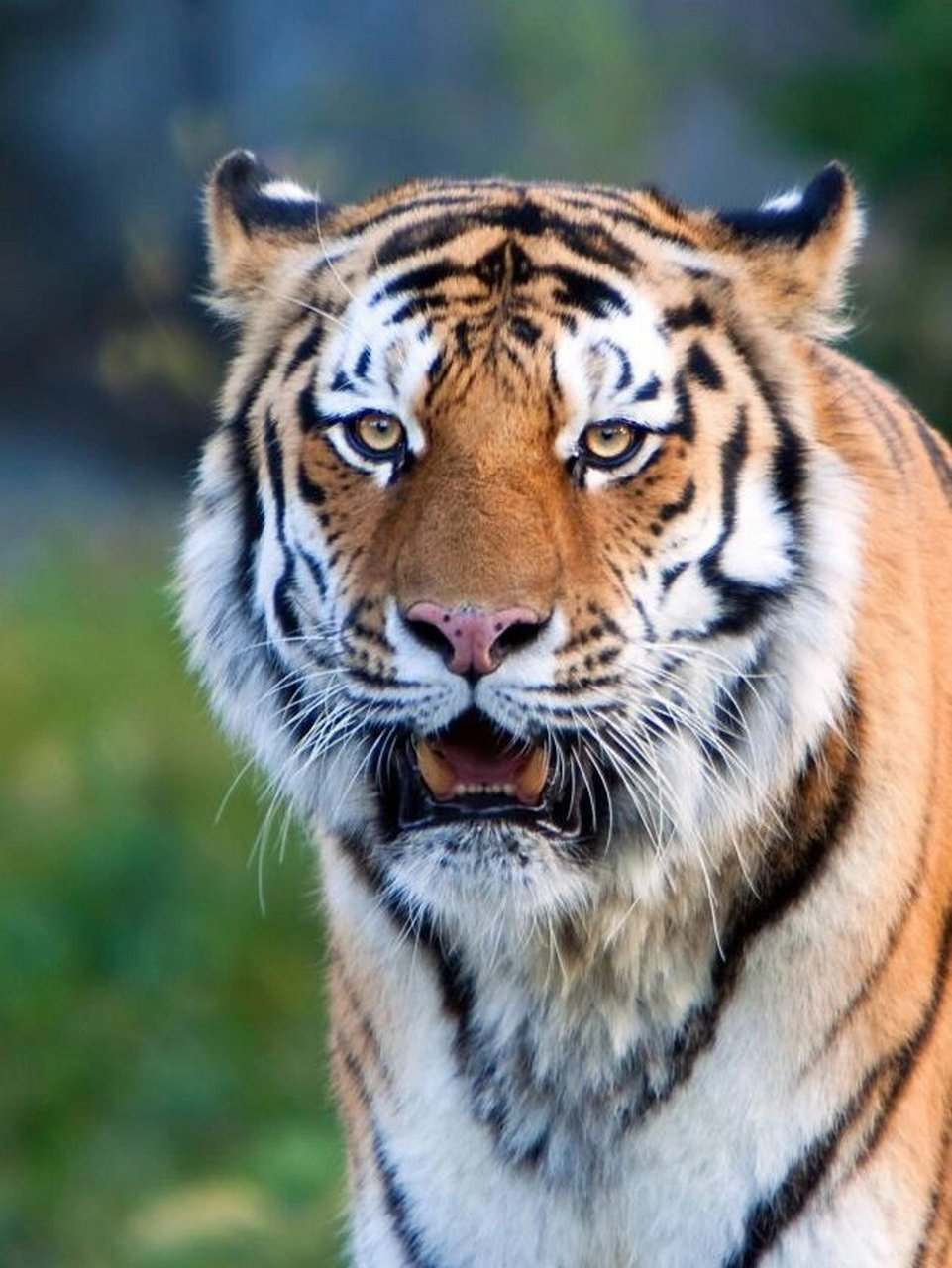 老虎壁纸 感谢小焓提供的小方法,多看老虎可以提升正气,减少负能量