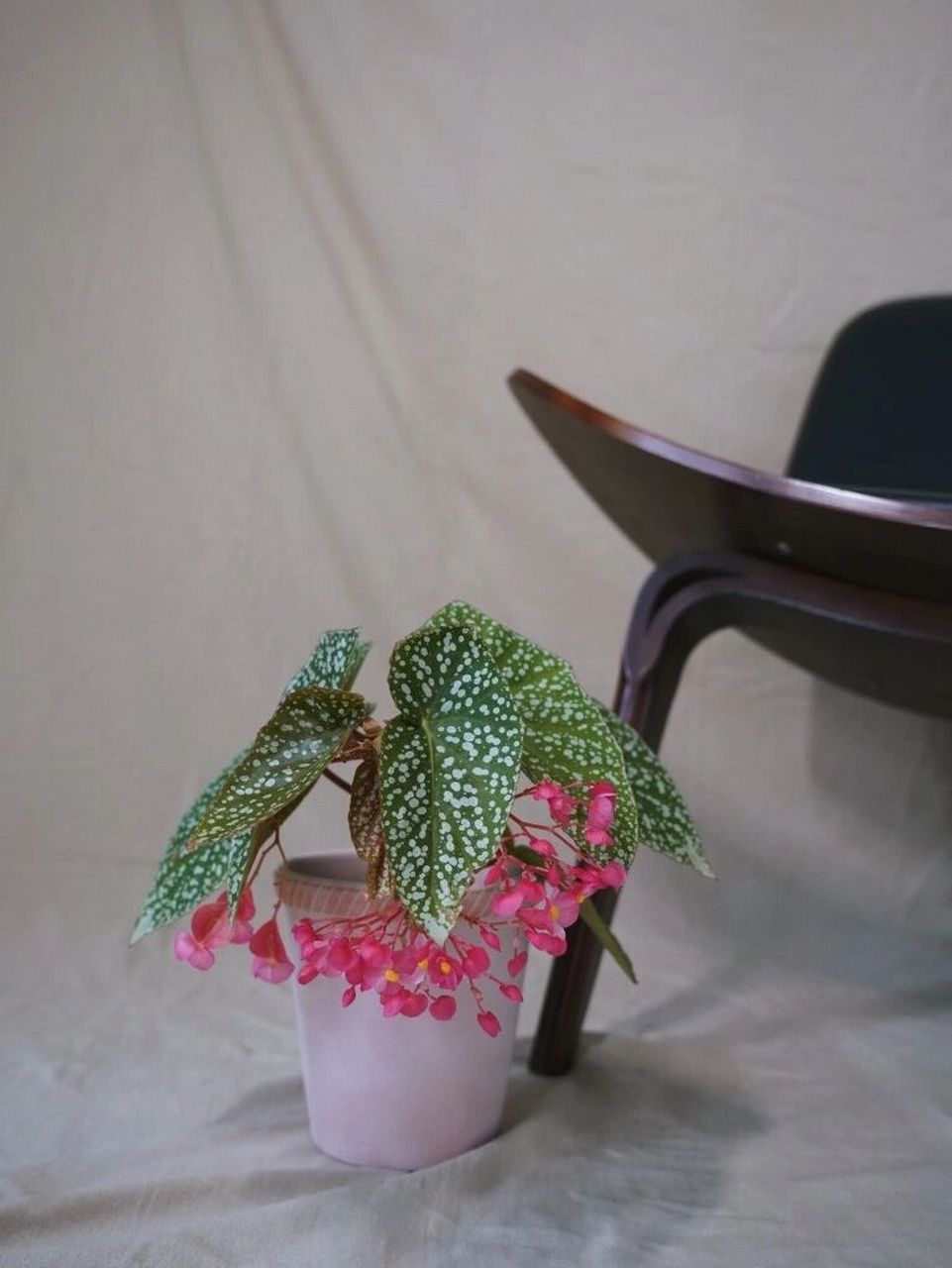 96 植物名称: 富士山秋海棠 养护tips: 1.