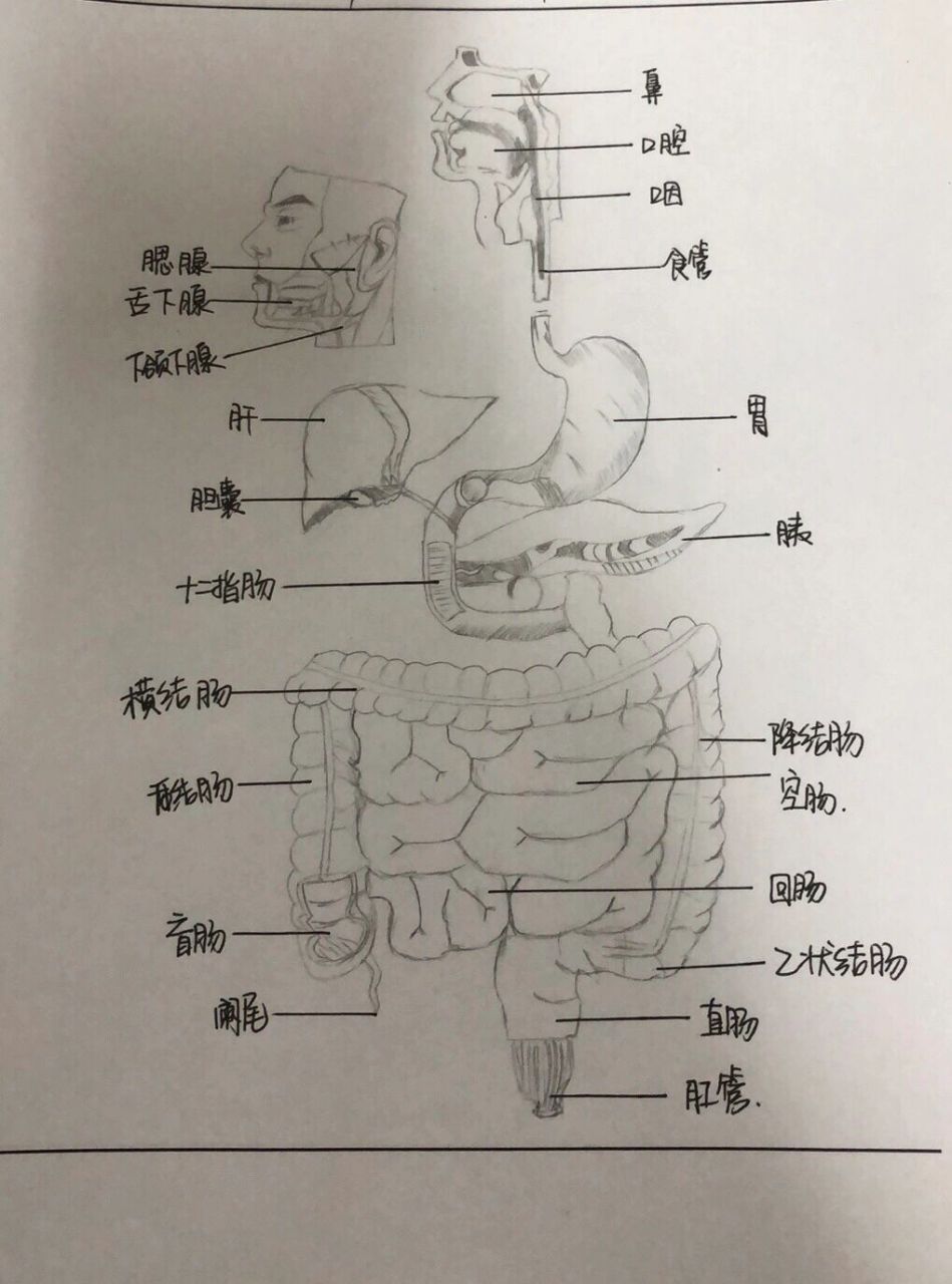 消化系统模式图手绘图图片