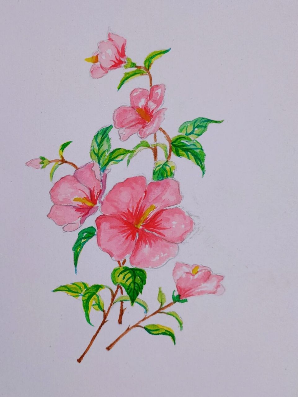 水彩画5《木槿花》 #水彩# 继续临摹,家里灯光拍出来发黄,需要入手一