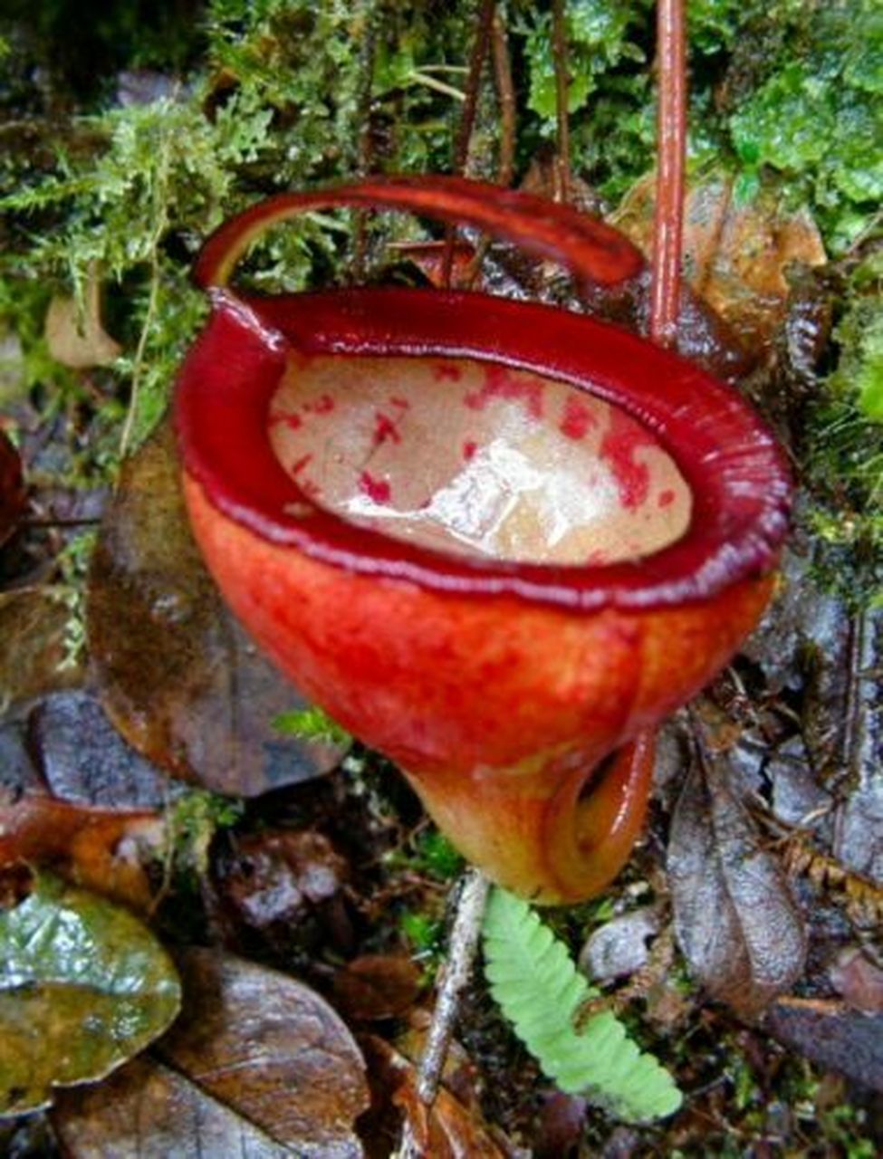 图1:盾叶猪笼草(学名:nepenthes peltata) 是菲律宾棉兰老岛汉密吉