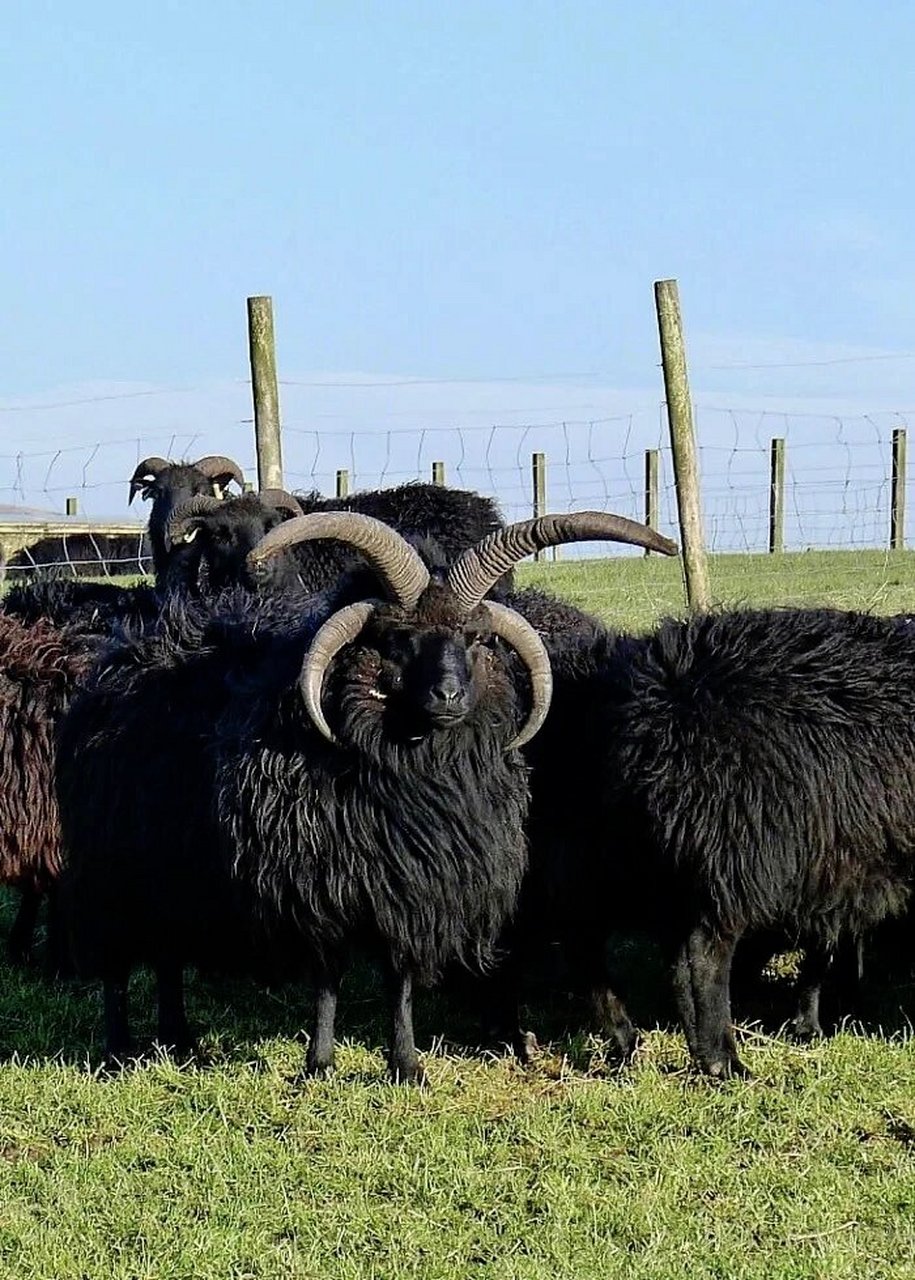 赫布里底羊(hebridean sheep)一种产自苏格兰的小黑羊,相比一般的