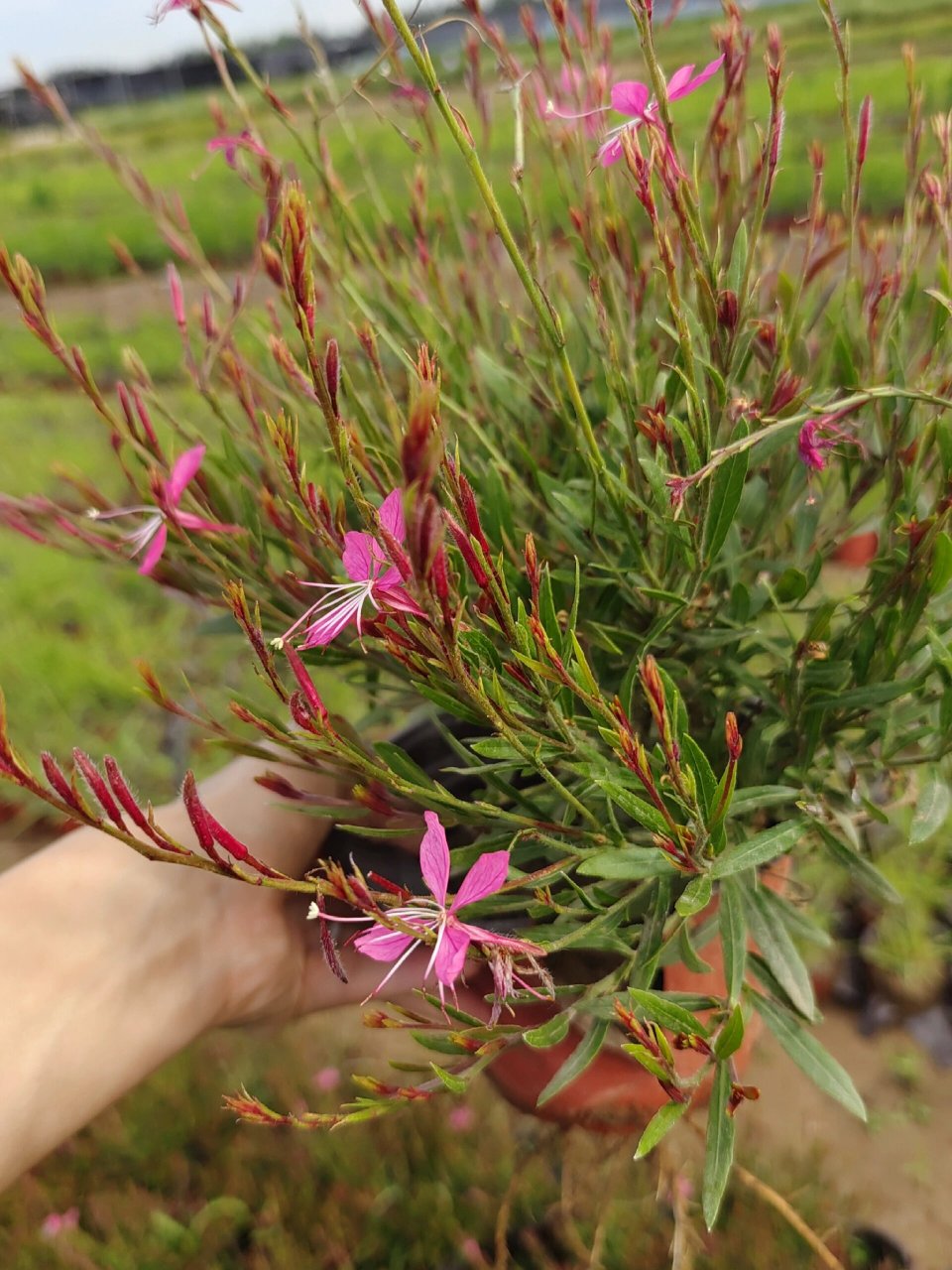 山桃草—宿根花卉,北方过冬 粉花山桃草,北京大兴苗圃现状!
