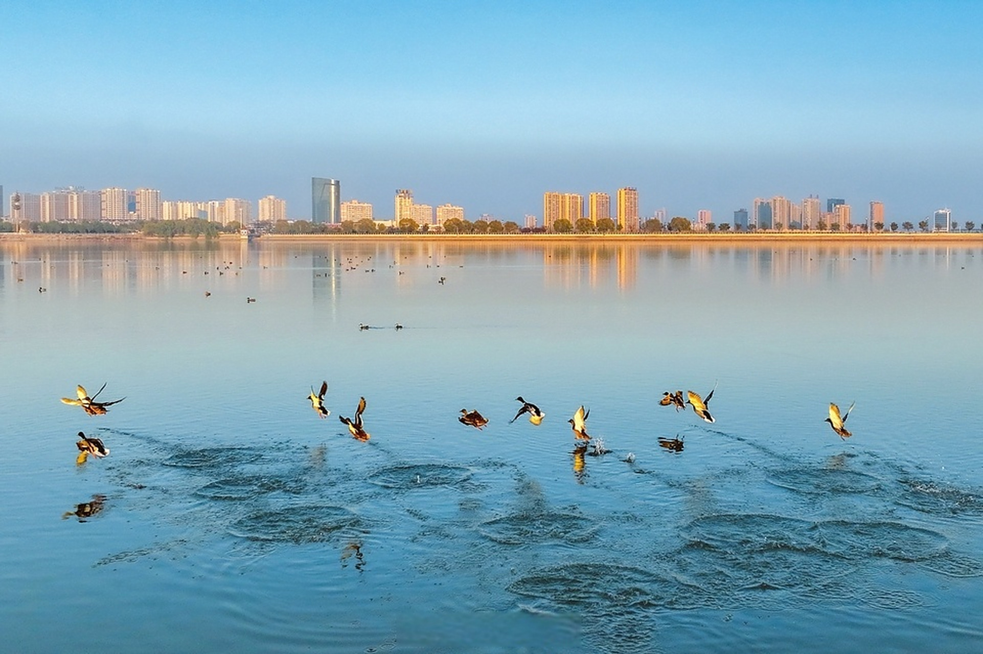 【天蓝水阔任鸟飞】11月23日,在吕梁孝义市的孝河国家湿地公园,一群
