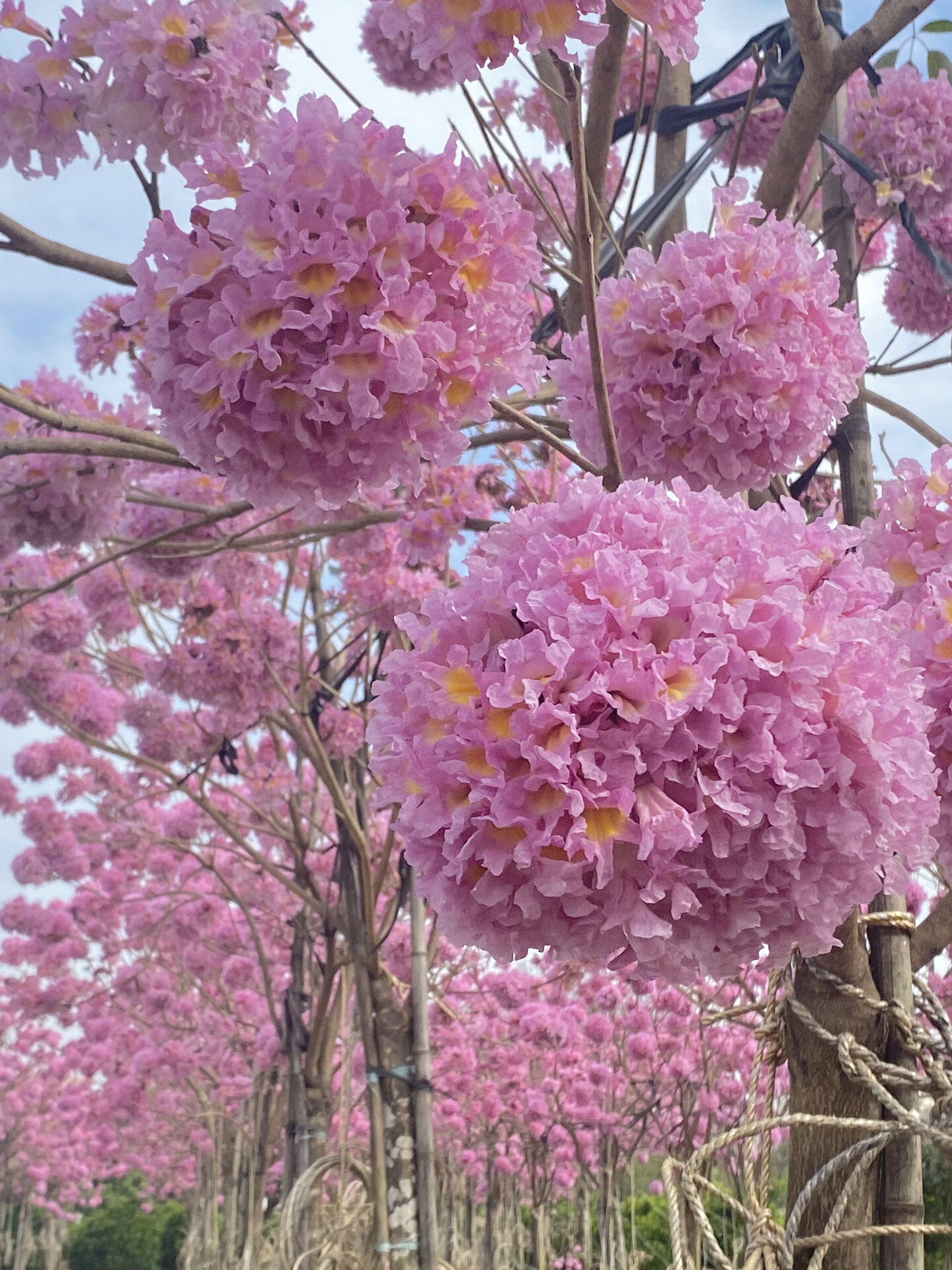 中山拍照|超美紫花风铃木花海93附路线图 95中山也有超美紫花风