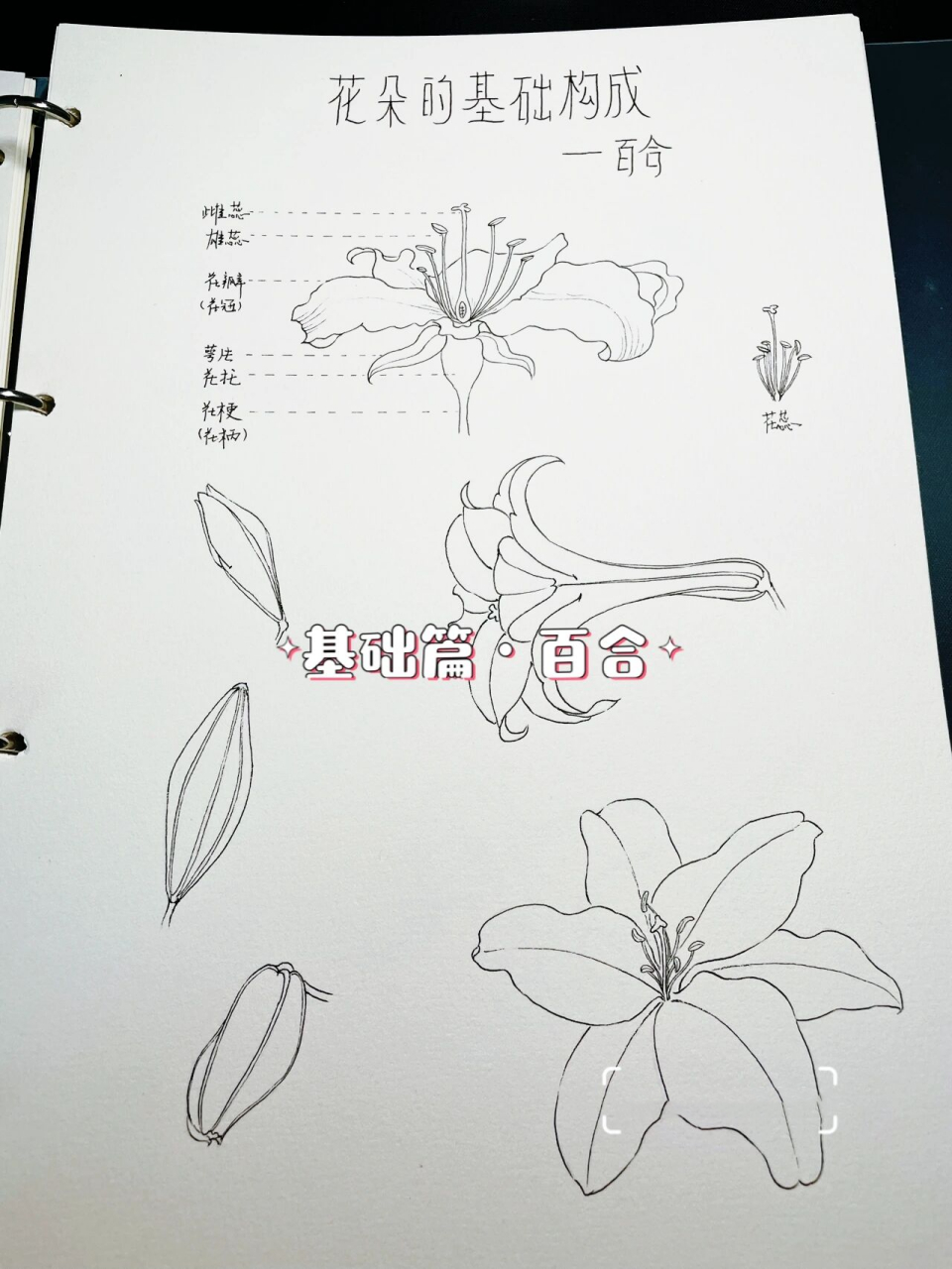 【花卉基础·花朵8·百合】附结构画法 鼎怪兽:零基础学习花卉绘画