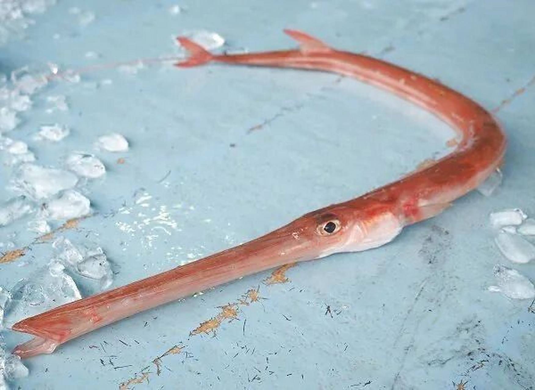 今天继续聊日料中的"烟管鱼"95 烟管鱼其实不是一种鱼,而是四种鱼的