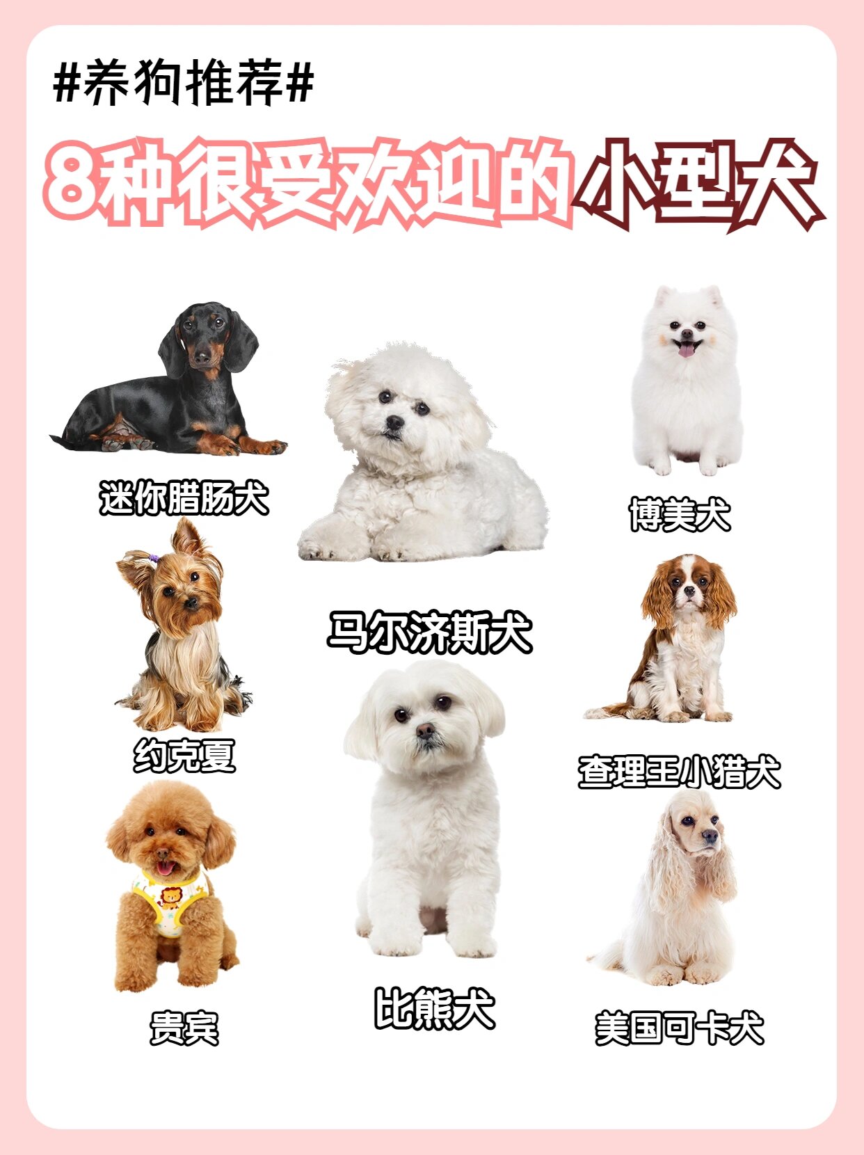 狗狗合集97998种很受欢迎的小型犬