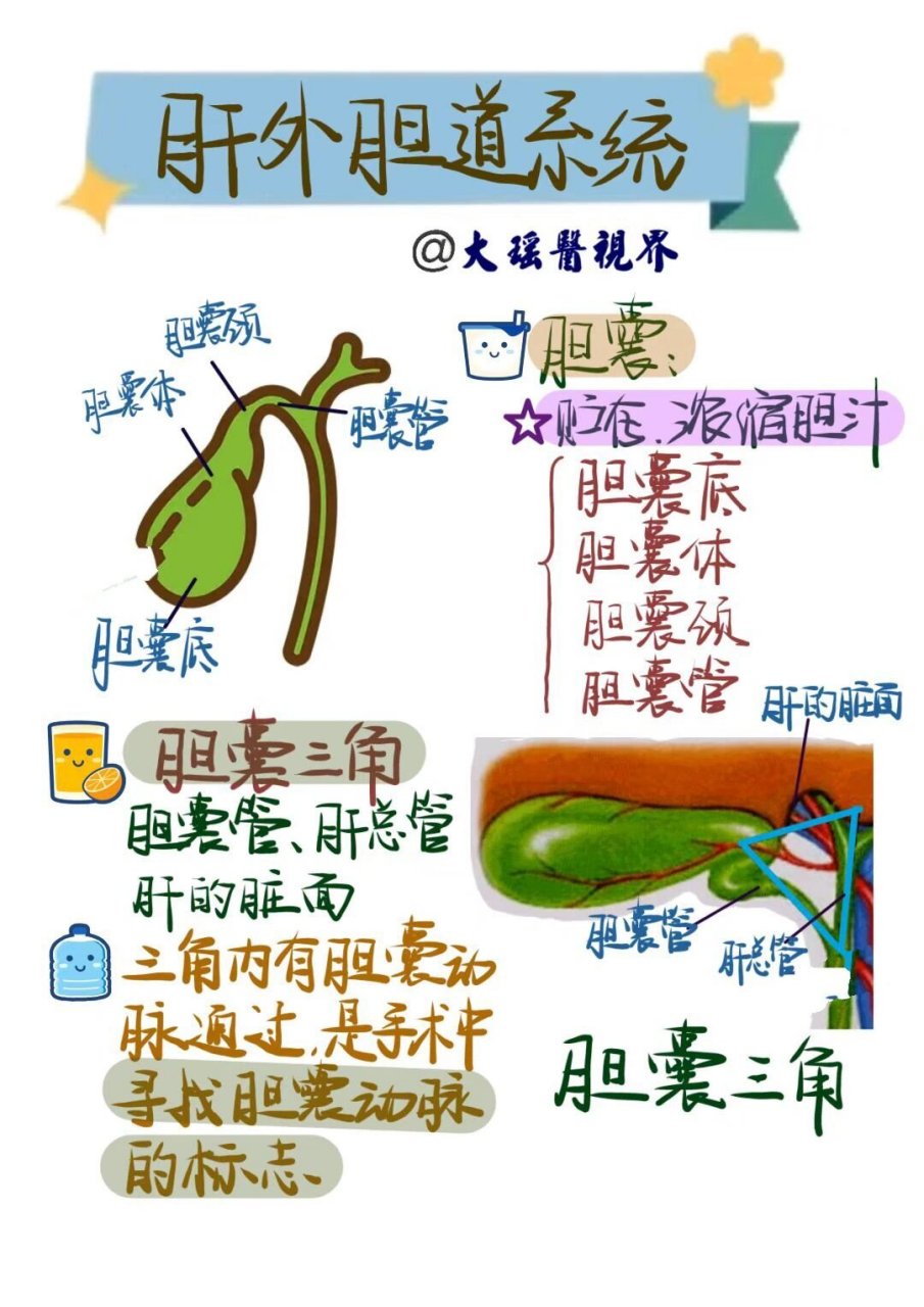 解剖学|胆囊三角 胆囊三角你理解了吗