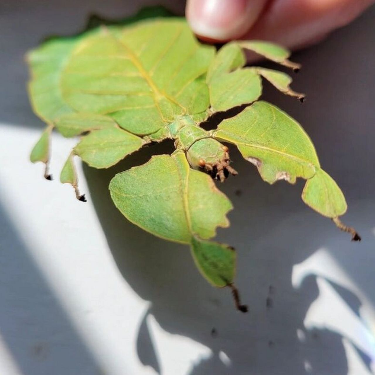 95像树叶的昆虫|叶39 学名:叶螩(xiu)  是一种昆虫 	 形状像几片