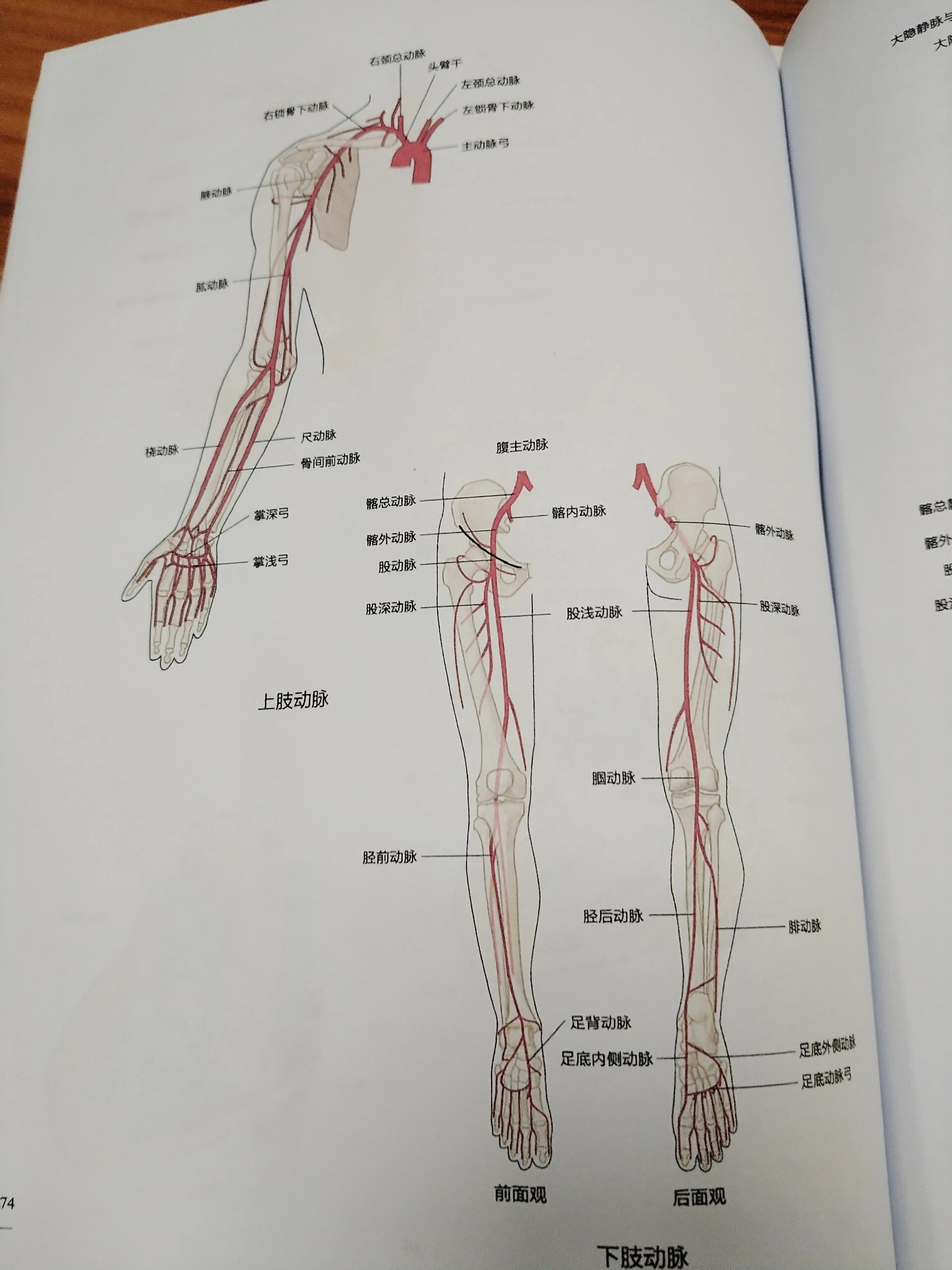 下肢动脉解剖示意图图片