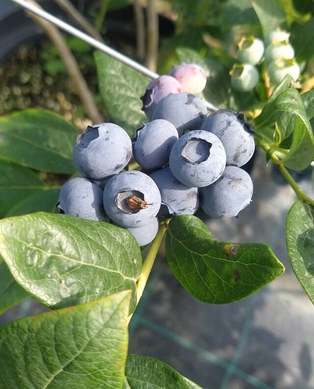 蓝莓串果品种推荐 蓝莓串果品种推荐:法新 智利杜克 莱格西 瑞卡 l .