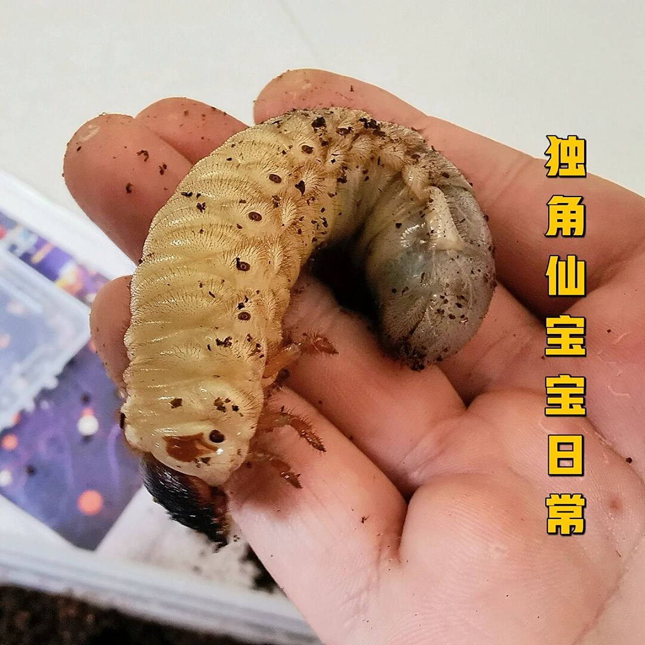 日常翻出来看看独角仙生长情况 独角仙幼虫,一般称为蛴螬,较大的虫体