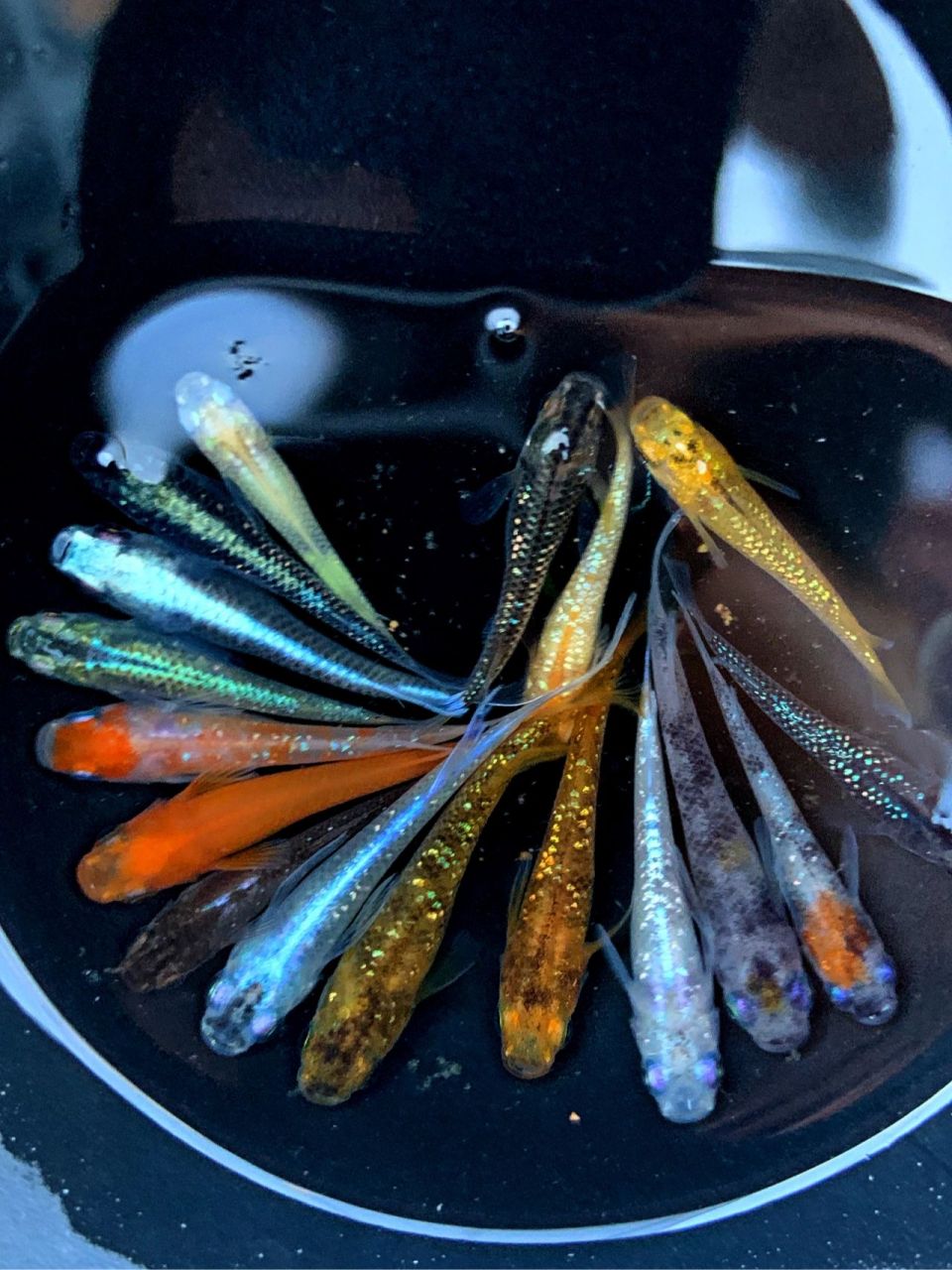 观背青鳉各品种大杂烩  近期给鱼友们选的混搭,鱼