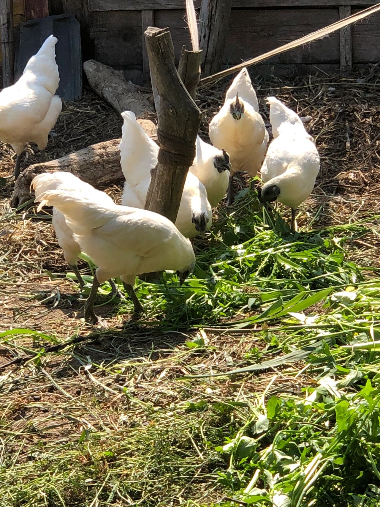 纯种江山白乌鸡 江山白乌鸡   散养土鸡