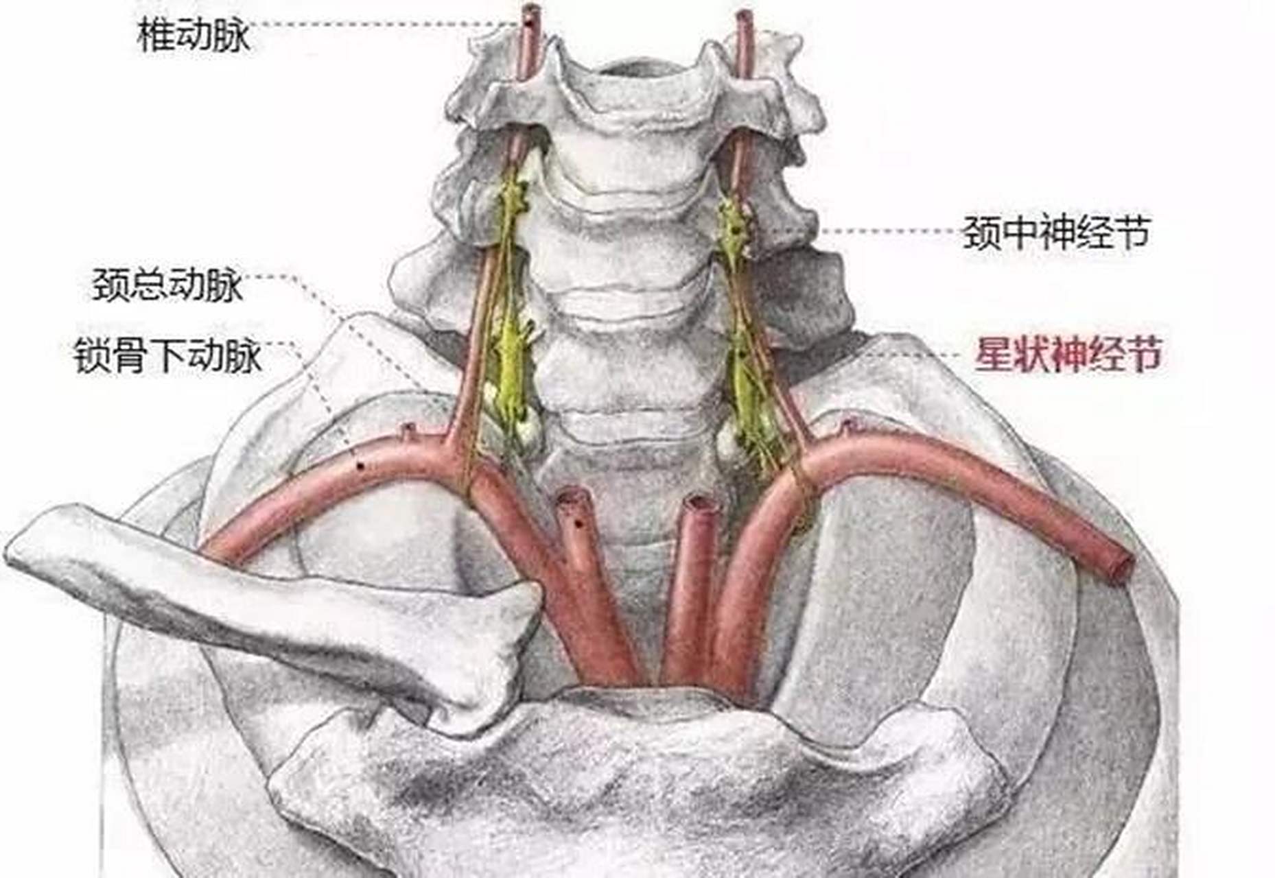 人体健康的"万能开关"——星状神经节 星状神经节(sg)是指颈胸部或颈