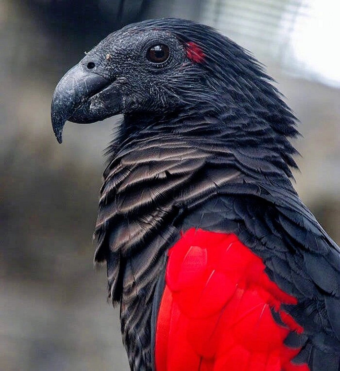 鹦鹉界吸血鬼:德古拉鹦鹉 这是生活在新几内亚岛上的派斯奎特氏鹦鹉