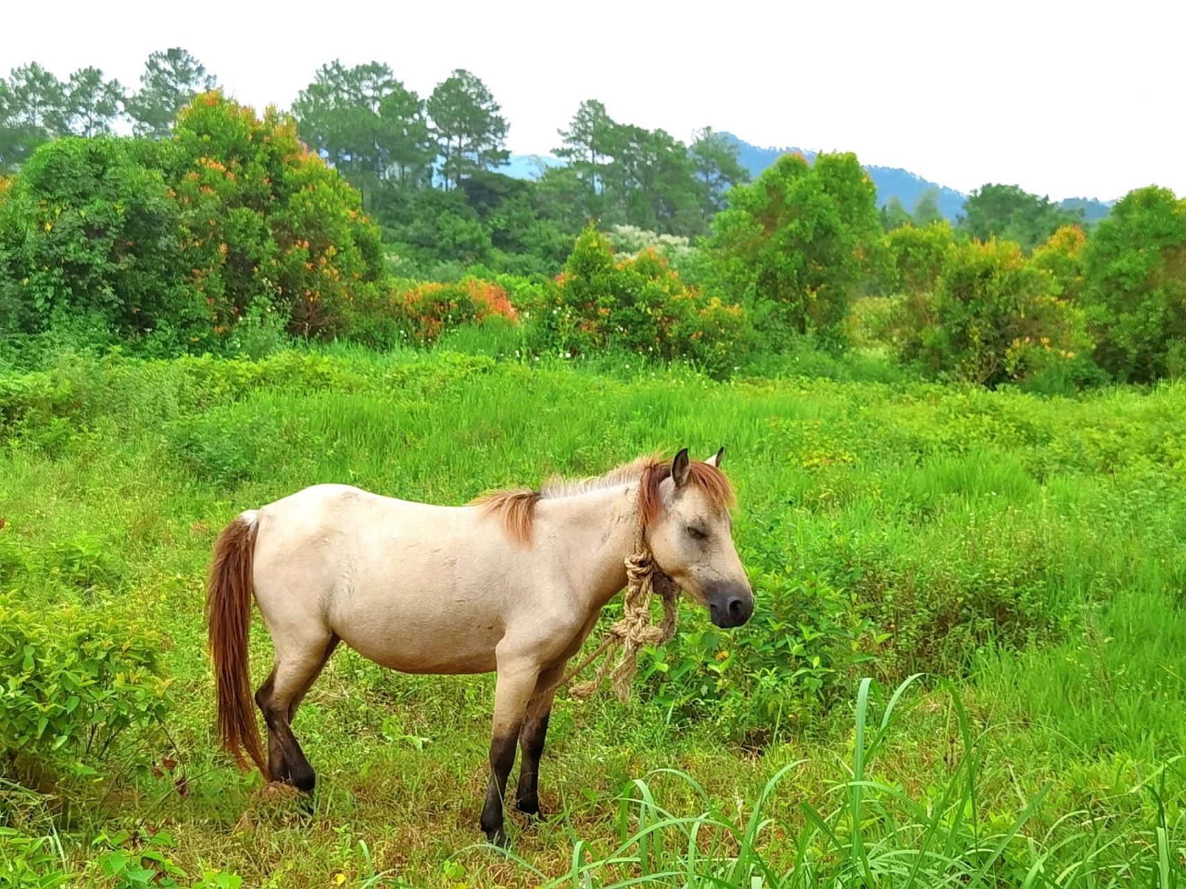 寻皇大草原|台山露营 地址:广东省江门市台山寻皇草原农庄 交通:自驾