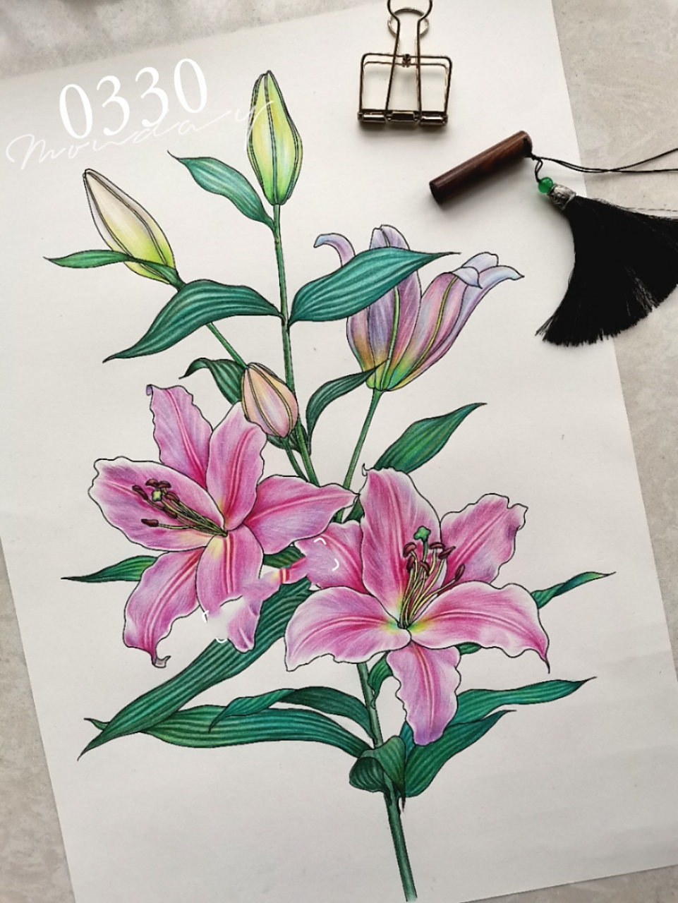 绽放的百合花彩铅画 百合花的花语就是高贵,洁白无瑕,万事顺利,心想事