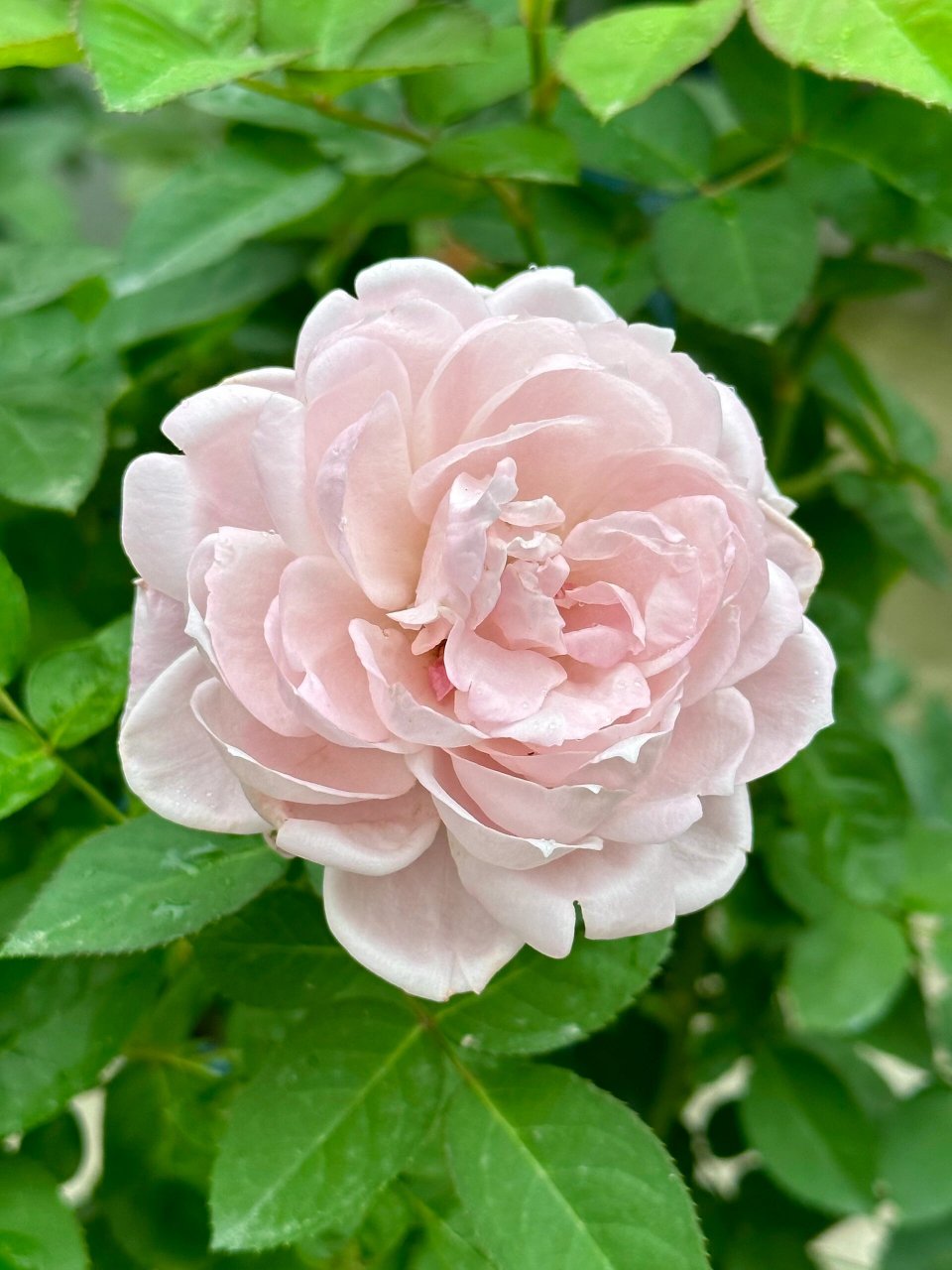 罗丝琳 roselyne 冷门月季品种 灰粉色调 饱和度不高 没有养出一茎多