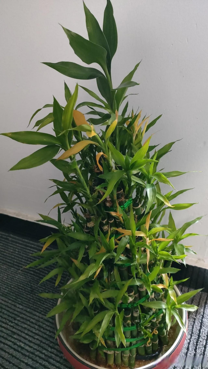 我养的节节高盆栽已经半年了,一直养的绿油油的,一直按照卖植物的店家