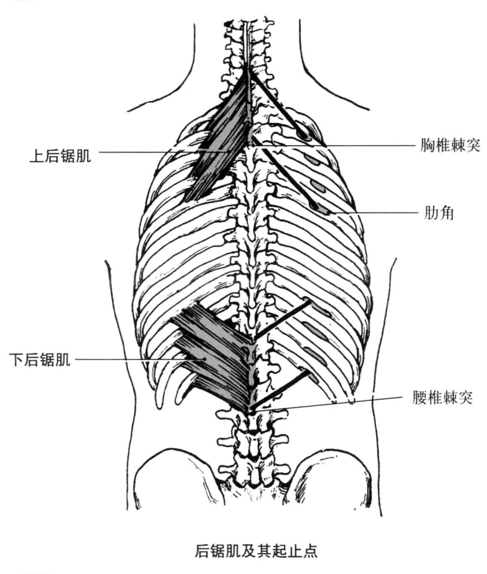 解剖笔记