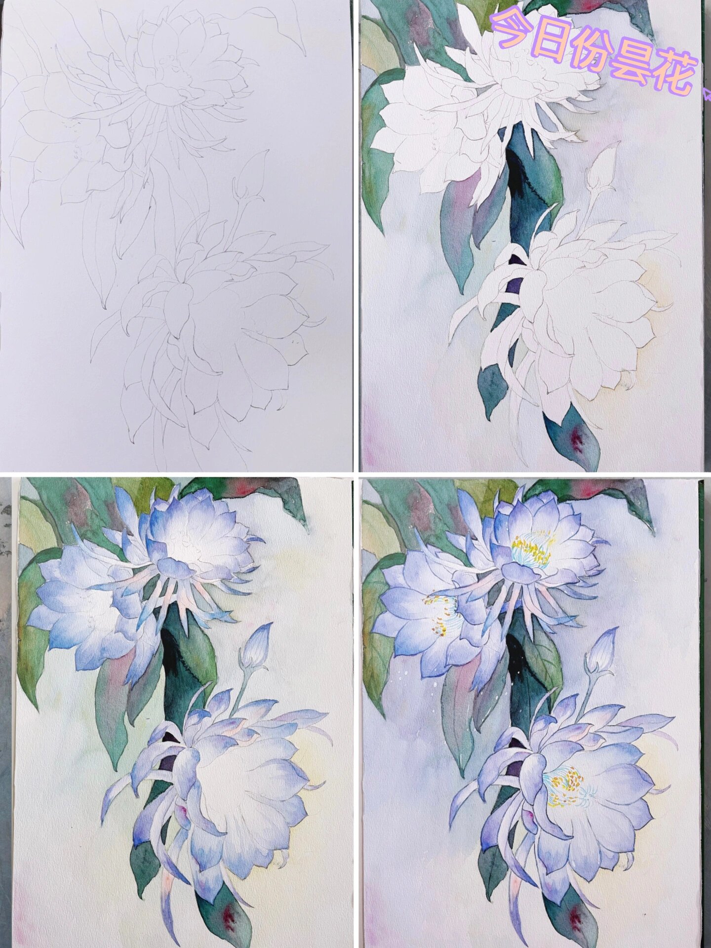 水彩画|打卡第12天(附步骤.昙花