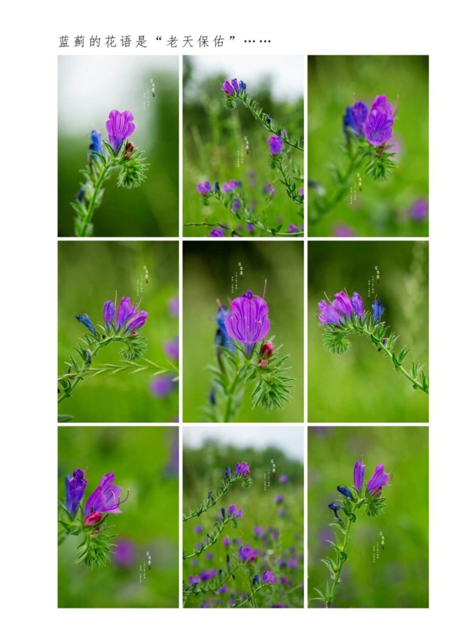 蓝蓟|写生集|六月的花 【花语】 蓝蓟的花语是老天保佑.