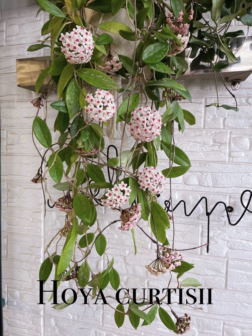 银斑球兰 好养的勤花品种.