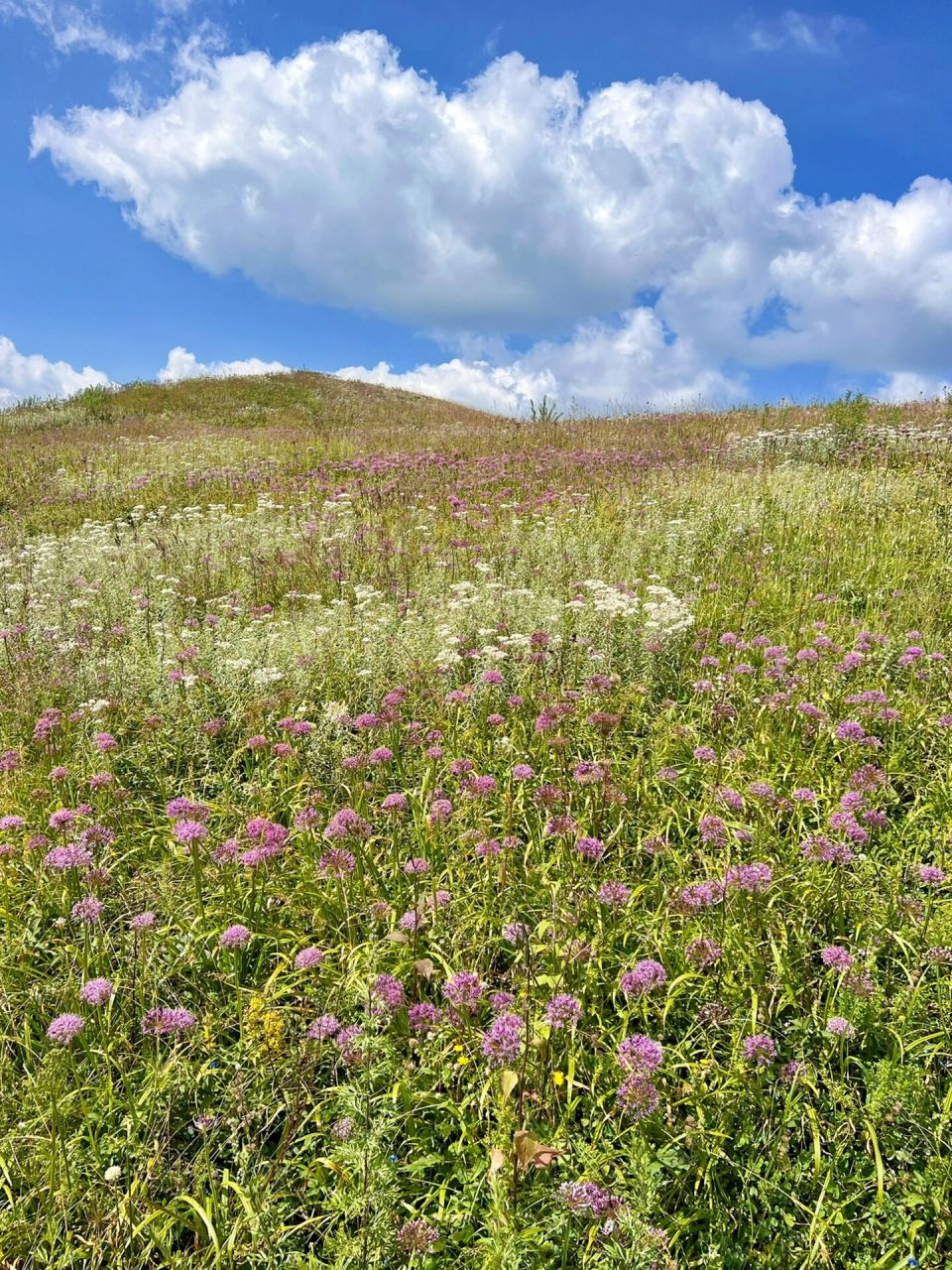 阿西里西韭菜坪94   门票45,观光车25,缆车40 大韭菜坪位于毕节市