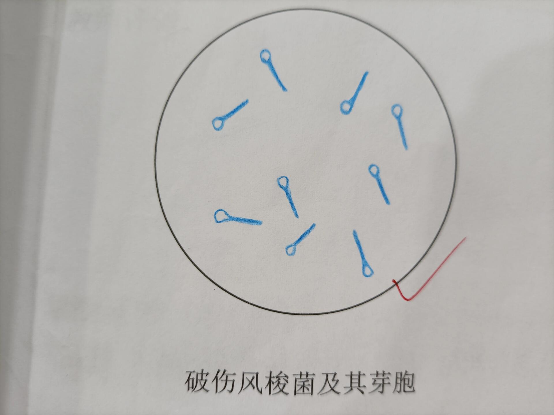 产气荚膜杆菌手绘图图片