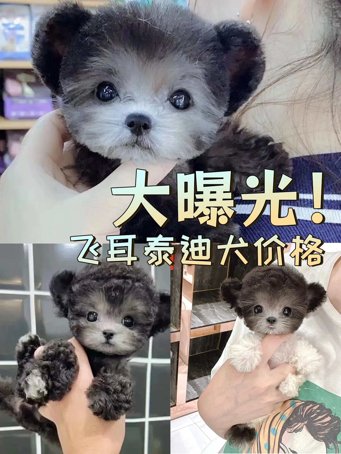 泰迪犬多少钱一只?图片