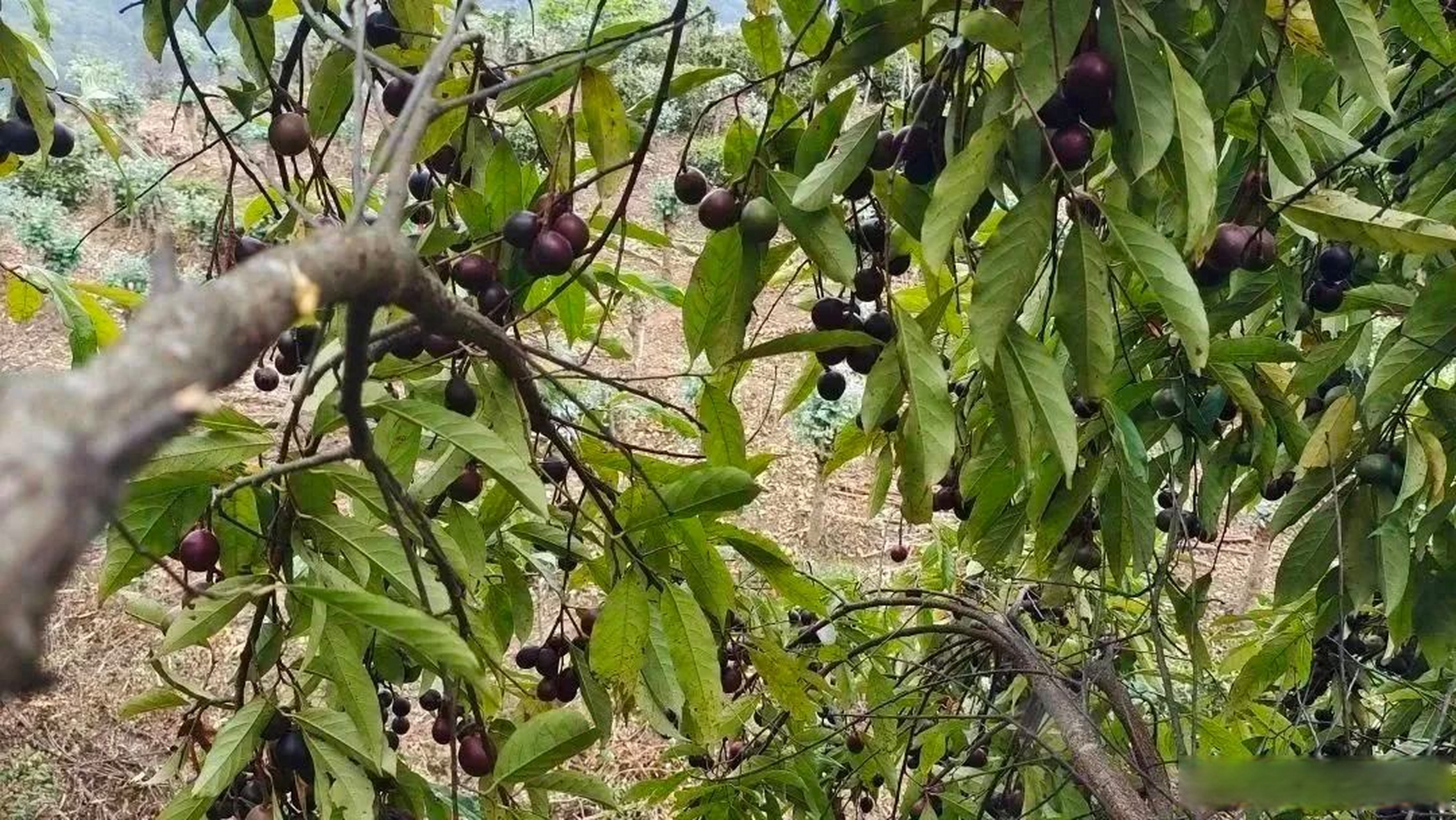当地人们叫山李子果或胭脂果,其实真正的名字叫粗梗稠李,属蔷薇科稠李
