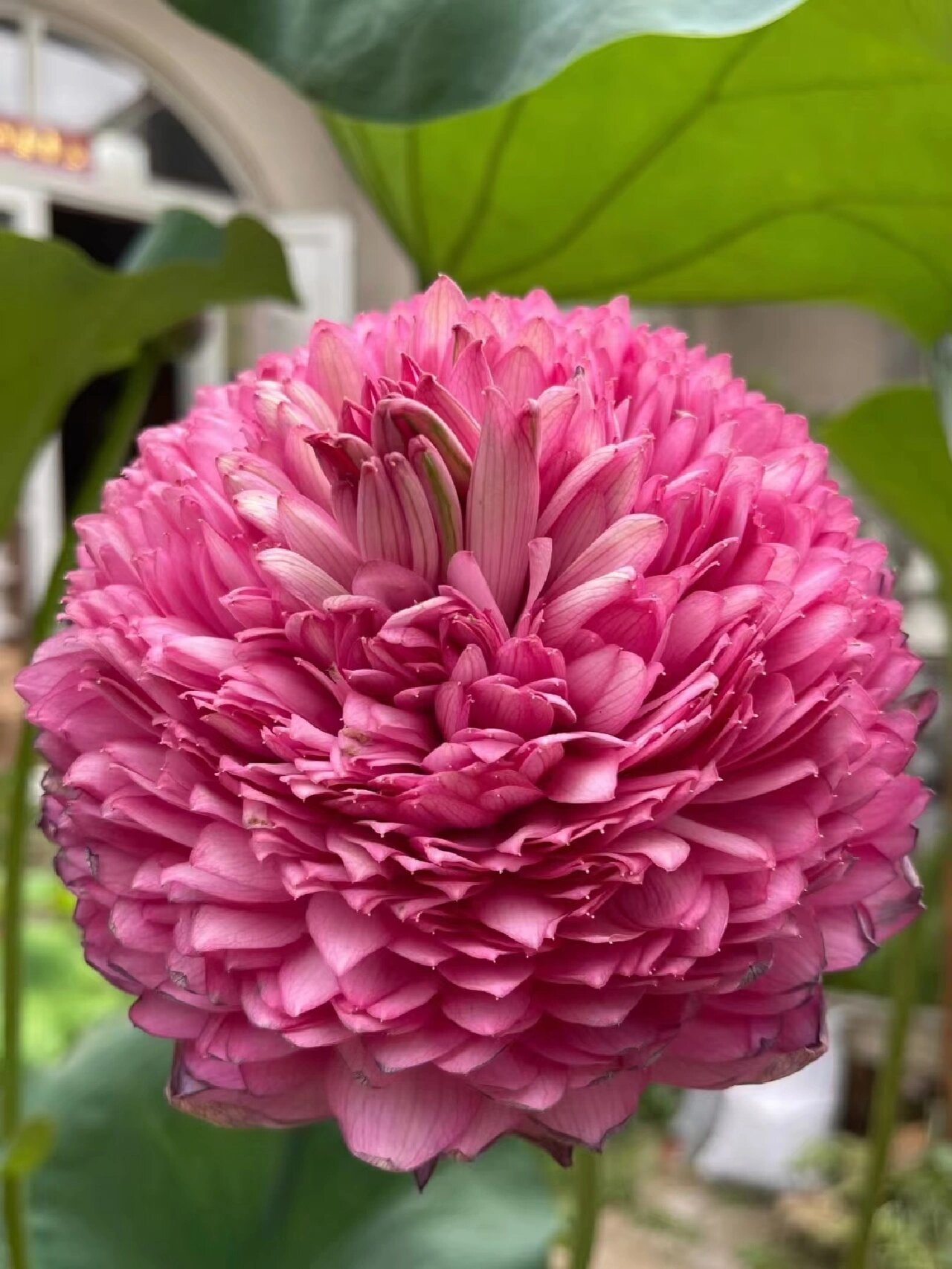 千叶莲花图片千层莲花千层莲花肉芽图片千瓣荷花图片玉泉寺千叶莲佛座