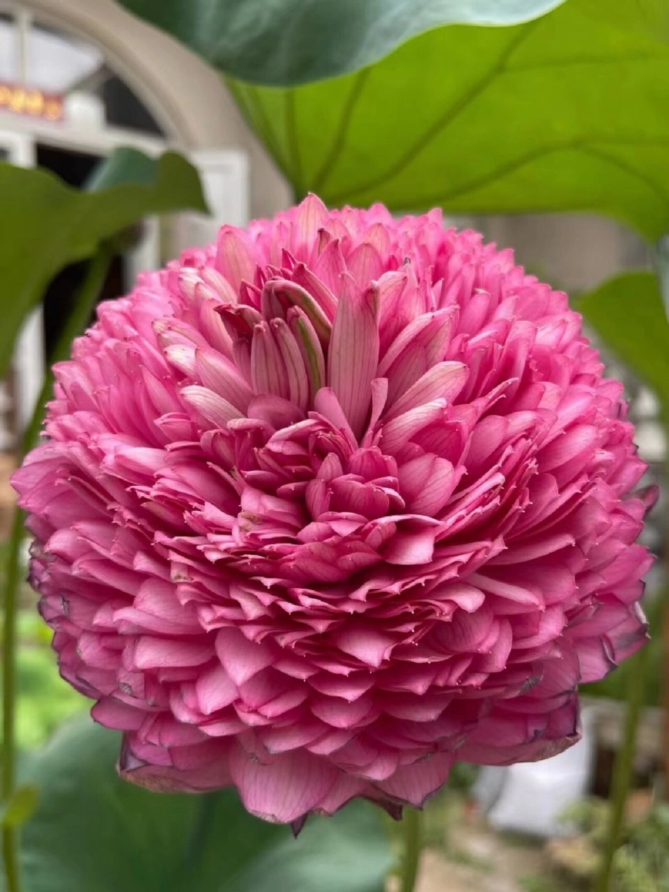 千瓣莲在中国的分布,一般认为源于 2 处,一是江苏