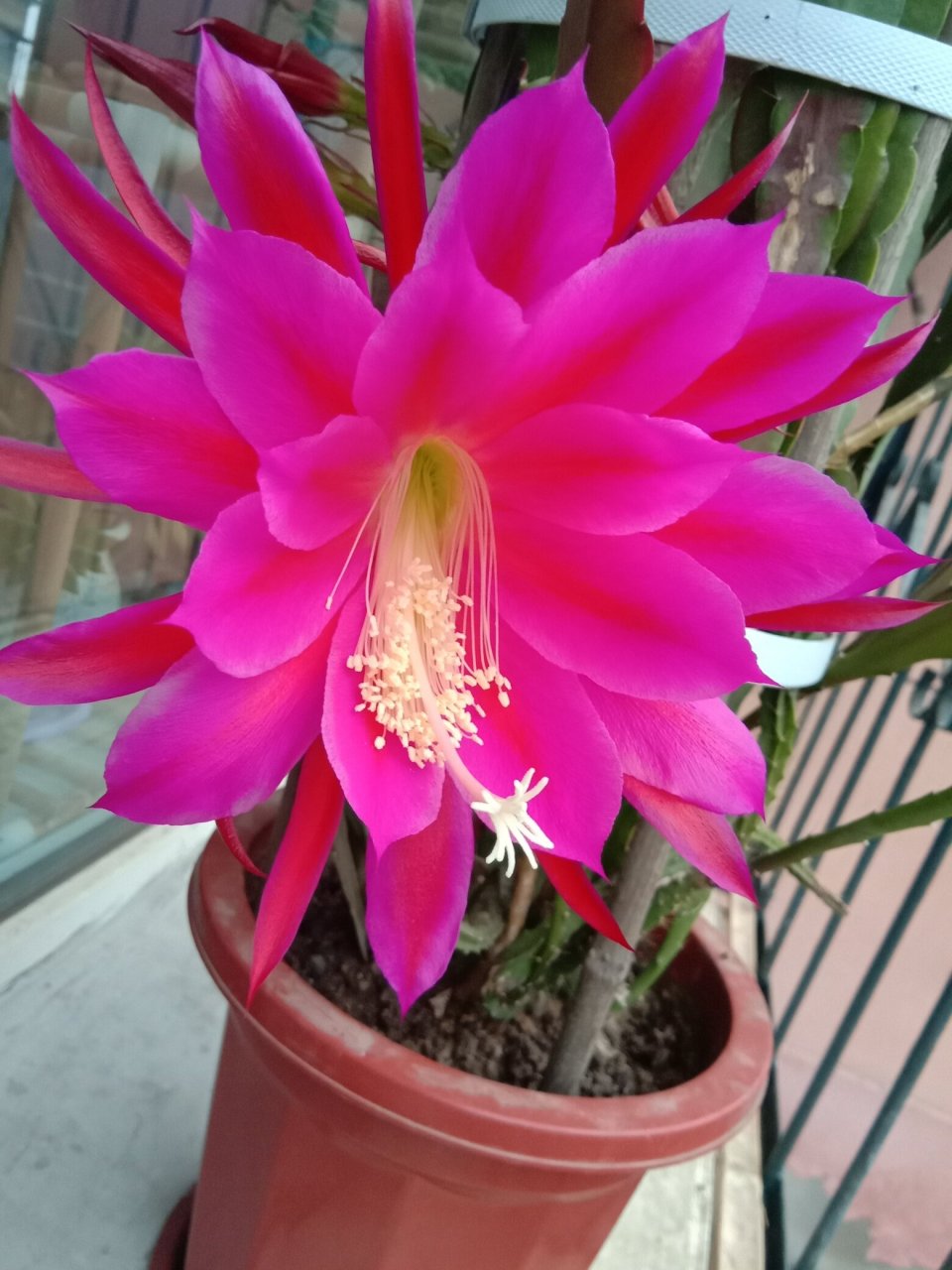 令箭荷花在端午节开花啦