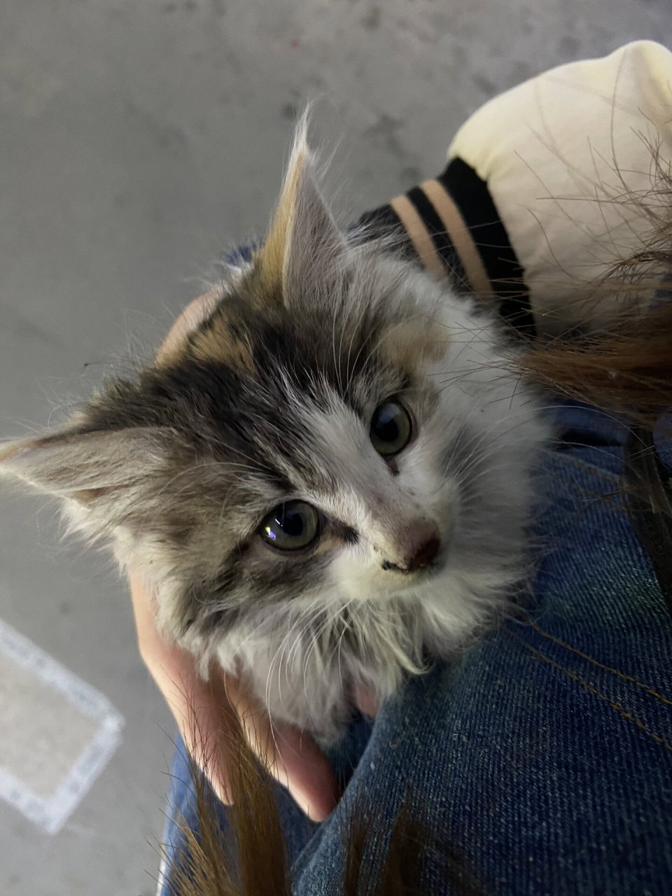 流浪三花狮子猫 找领养 小母猫 很乖,车底下捡到的