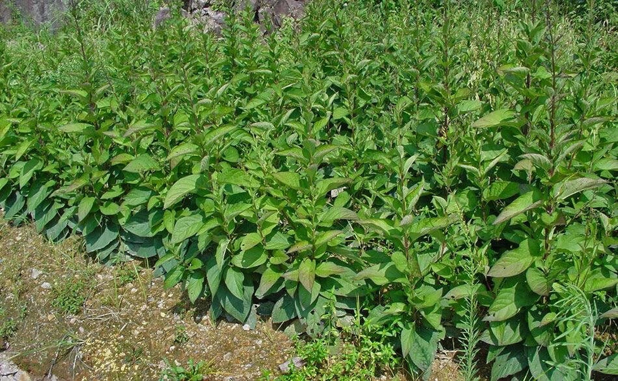 常用中药～玄参 玄参  滋阴养液(偏补肾阴)